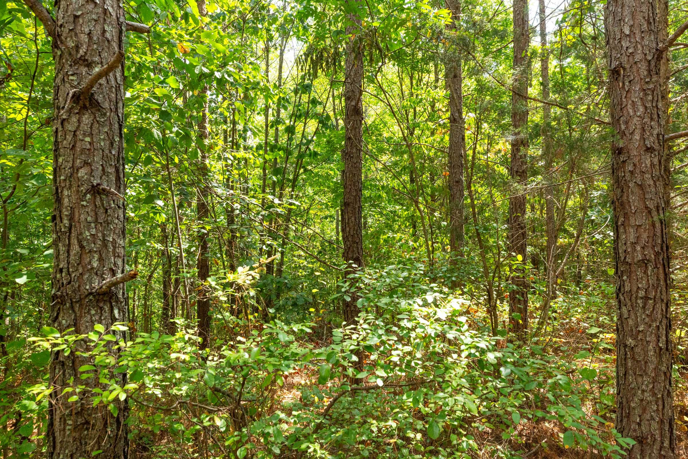 Harvest Ridge Tract 5 photo 2