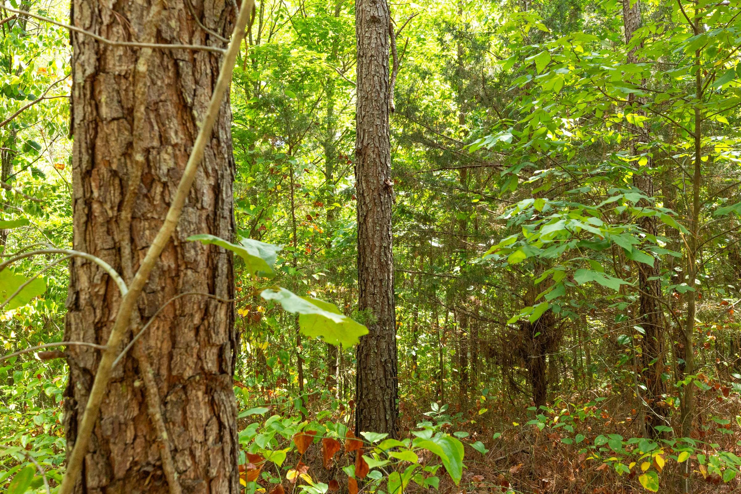 Harvest Ridge Tract 5 photo 3