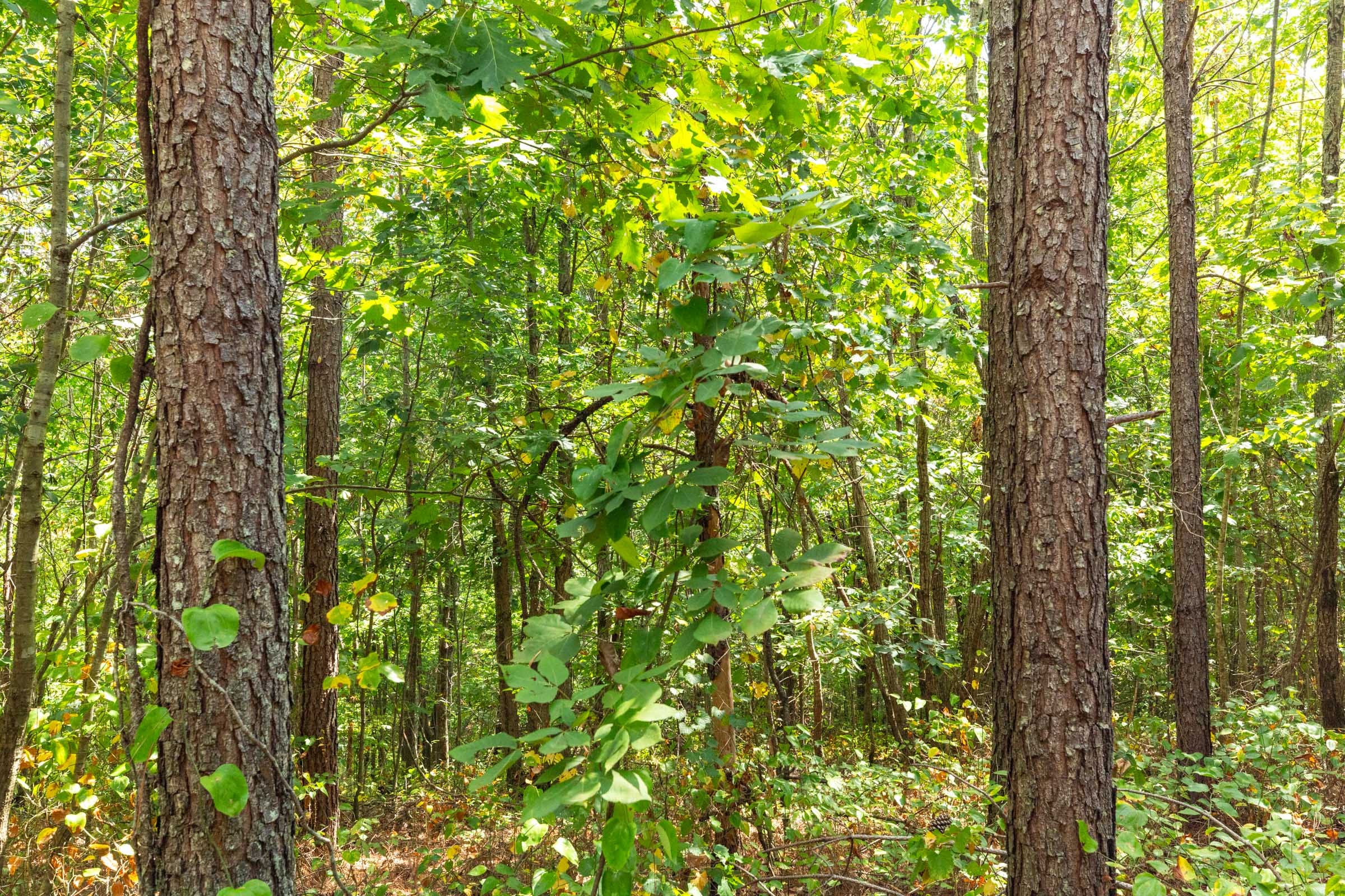 Harvest Ridge Tract 5 photo 5