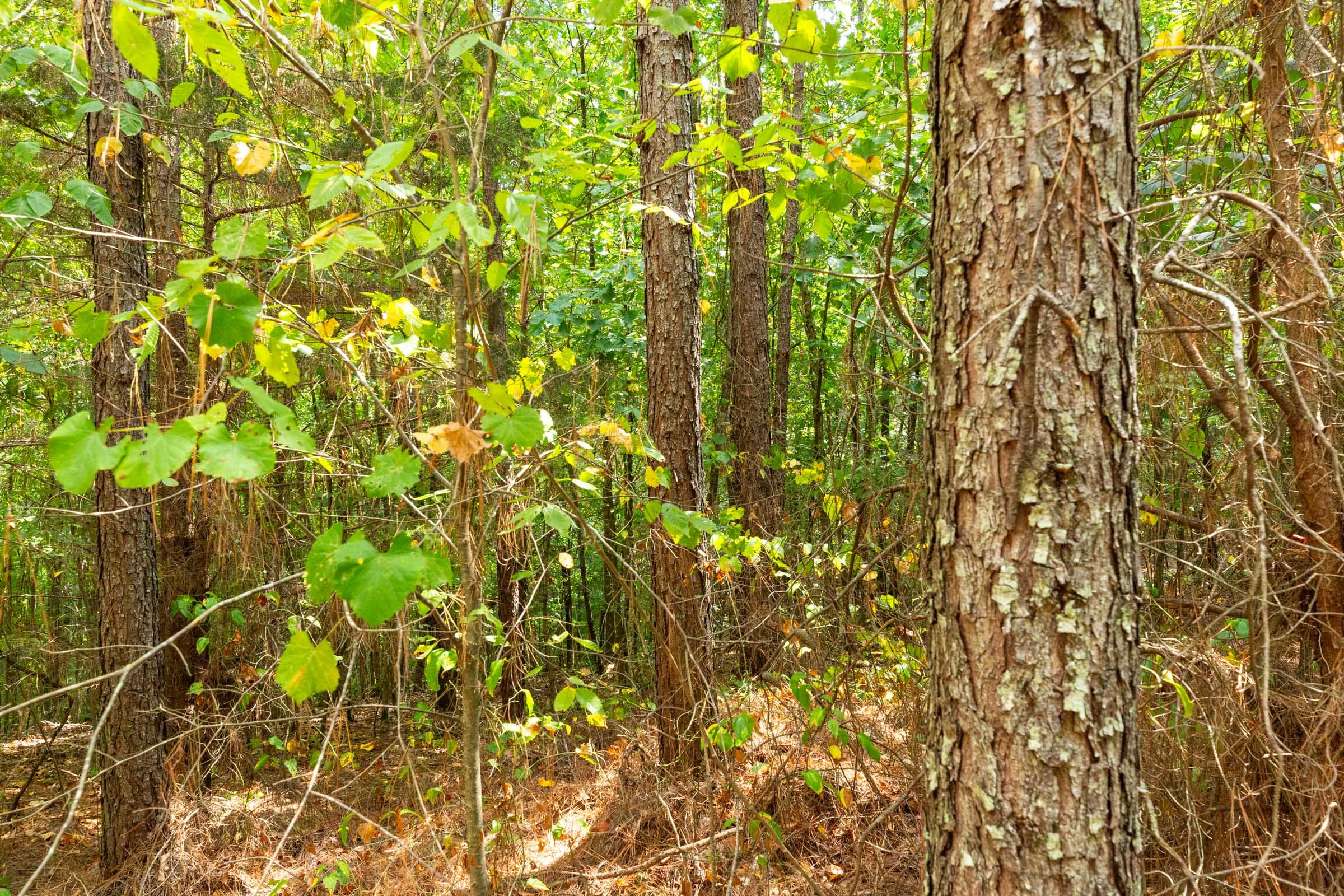 Harvest Ridge Tract 5 photo 7