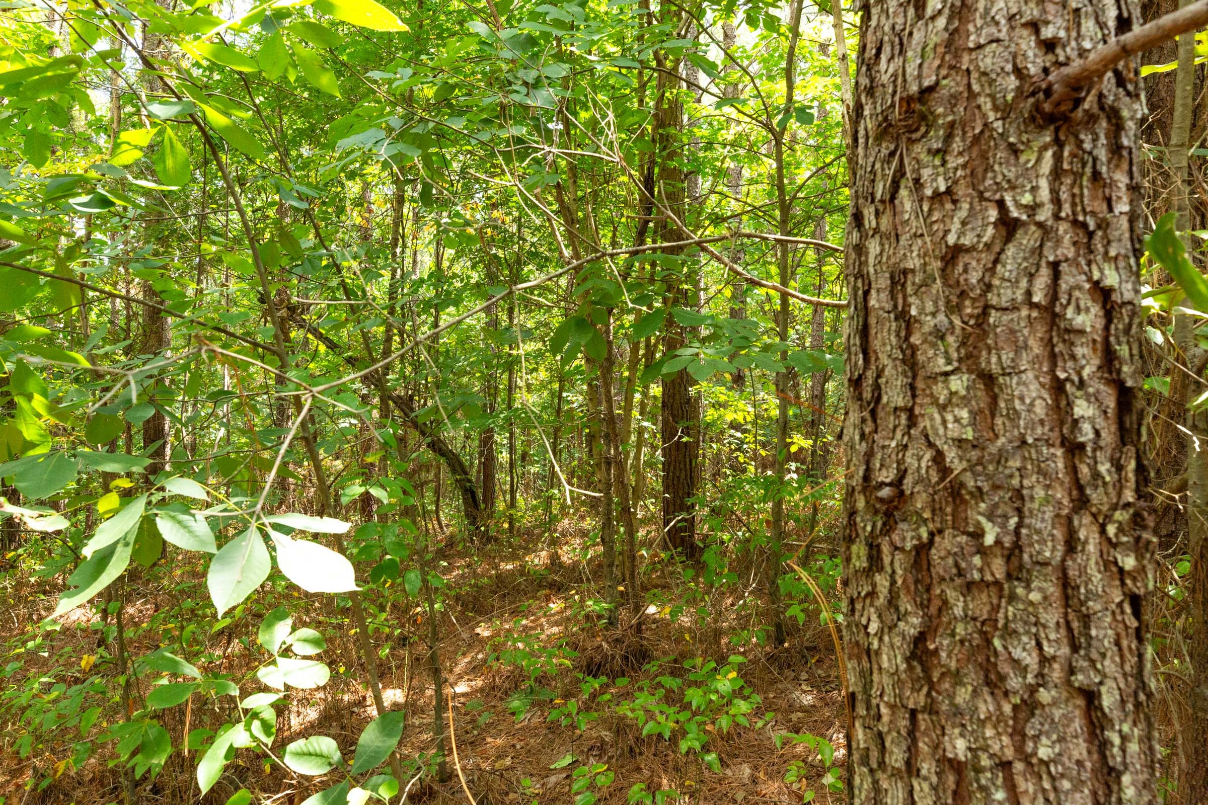 Harvest Ridge Tract 5 photo 10
