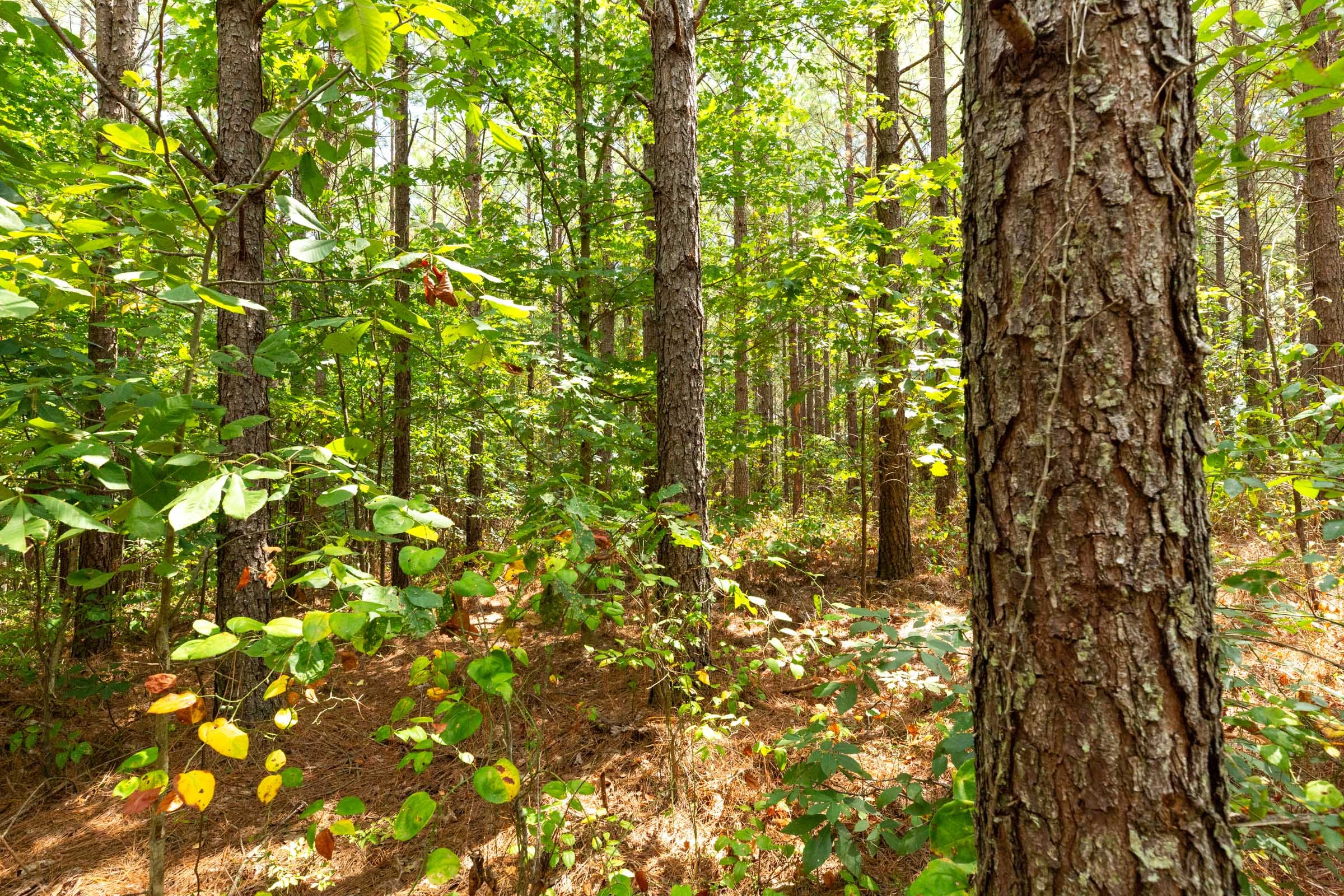 Harvest Ridge Tract 5 photo 12