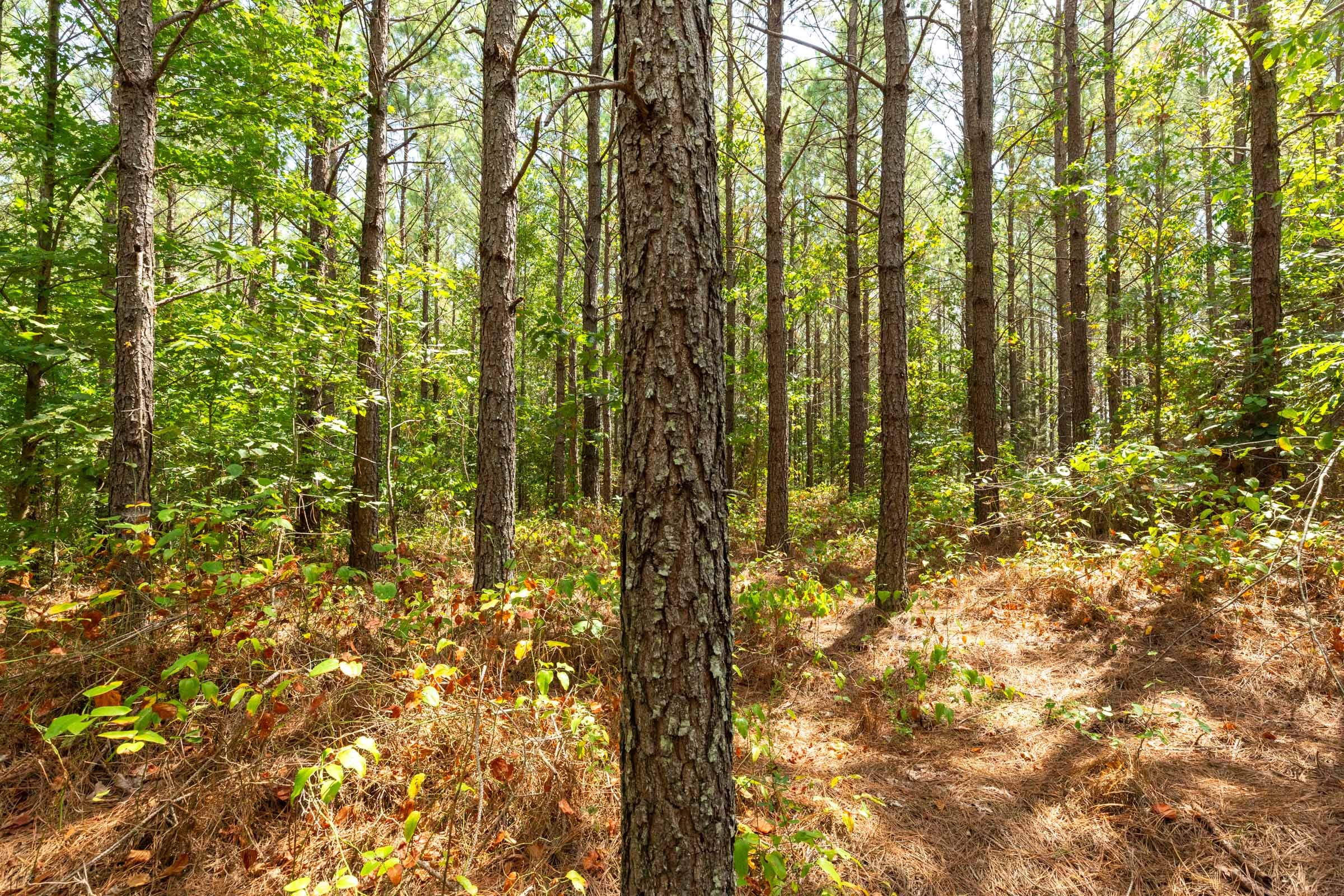 Harvest Ridge Tract 5 photo 11