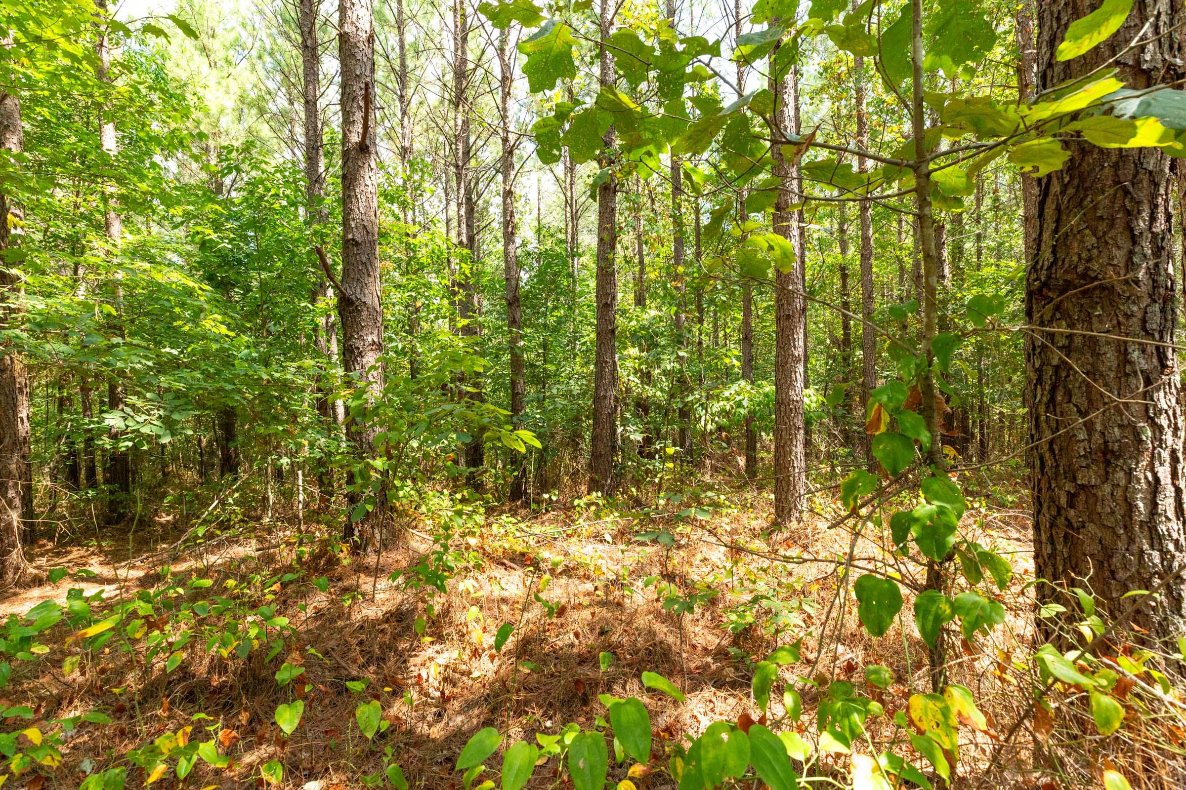 Harvest Ridge Tract 5 photo 6