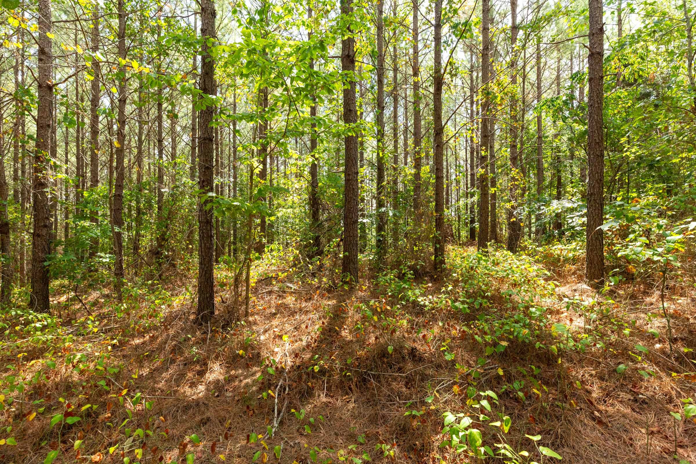 Harvest Ridge Tract 5 photo 9