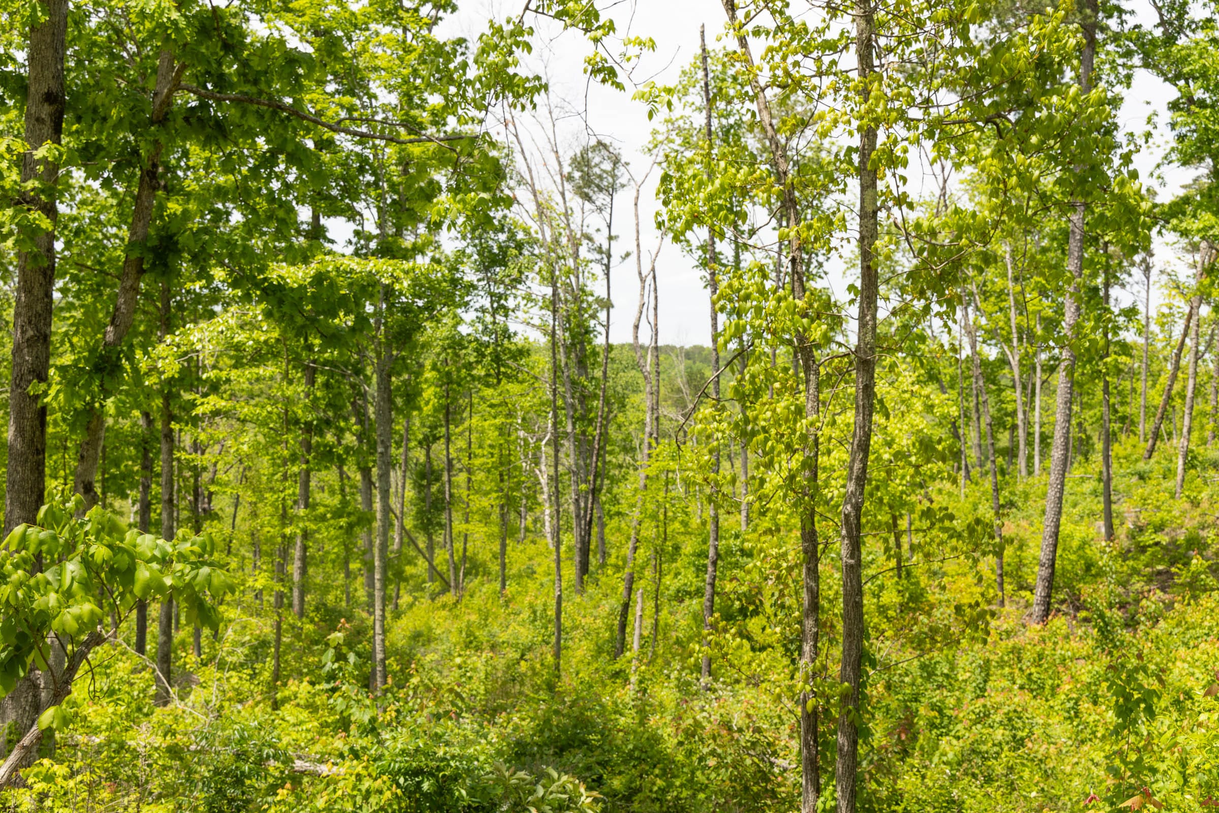 Stardust Estates Tract 14 photo 3
