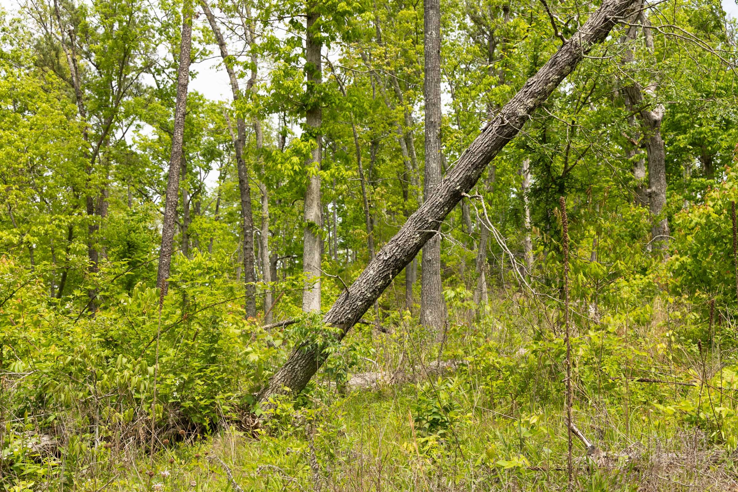 Stardust Estates Tract 14 photo 8