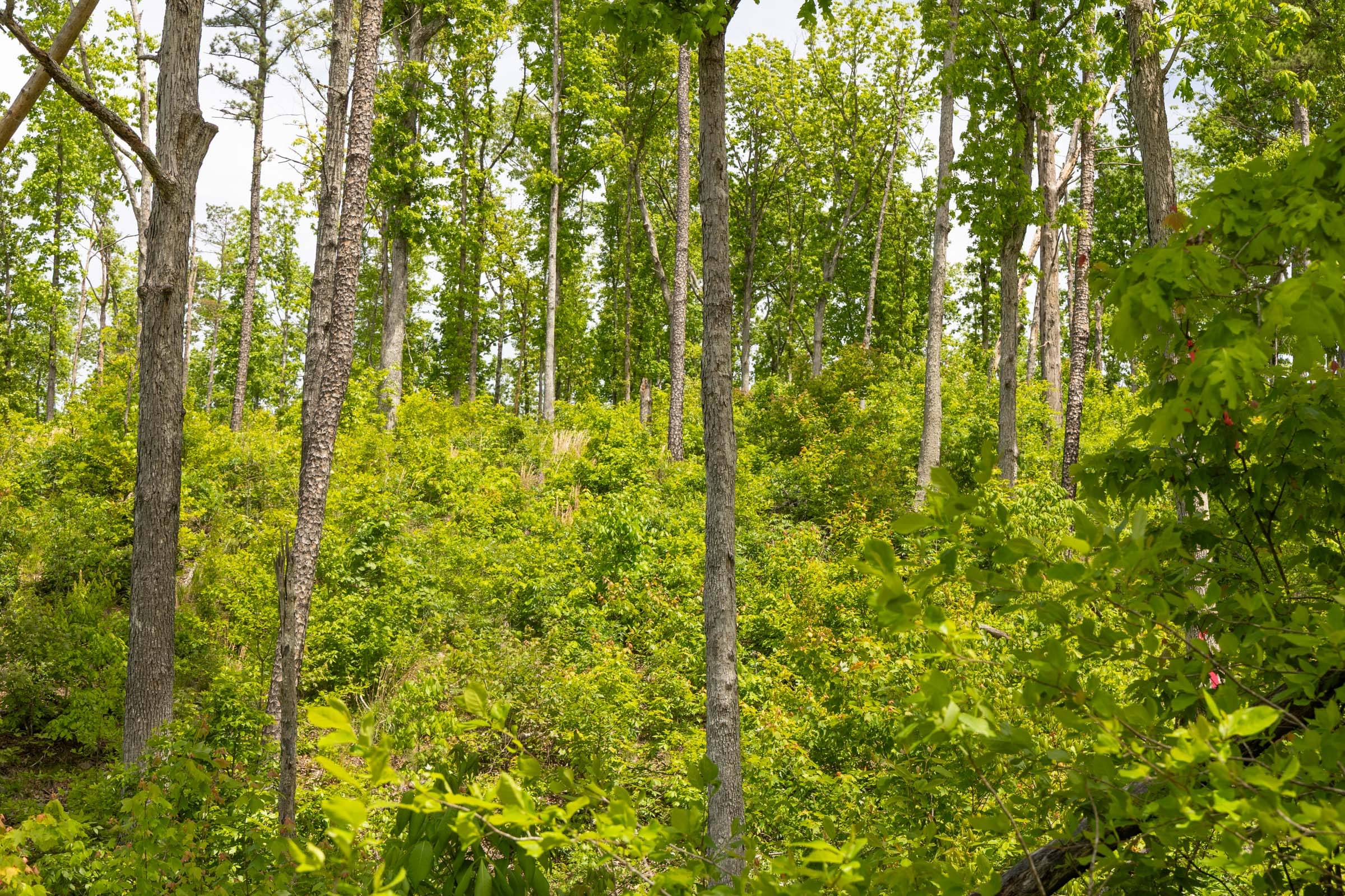Stardust Estates Tract 14 photo 4