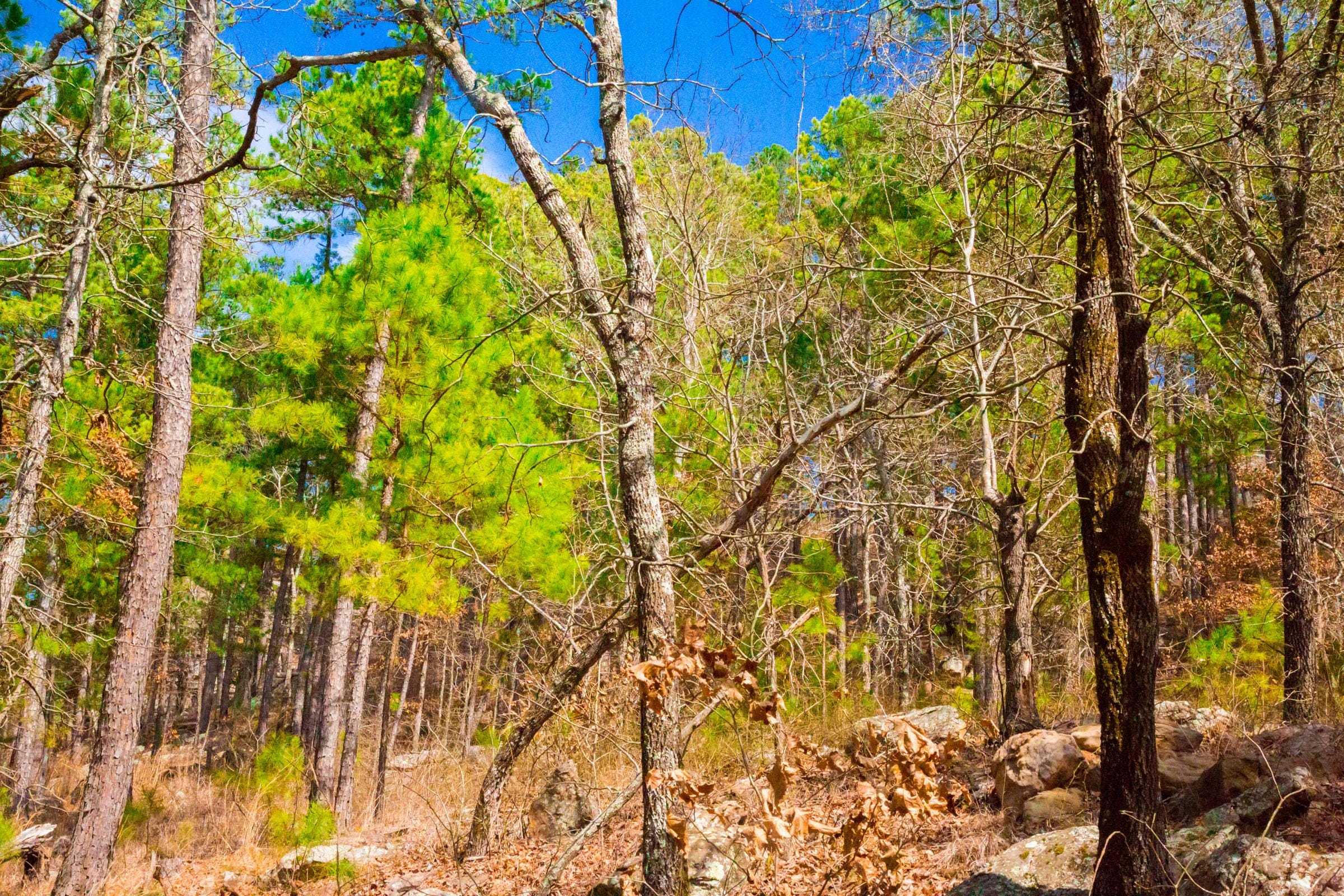 Stone Creek Phase II Tract 93 photo 4