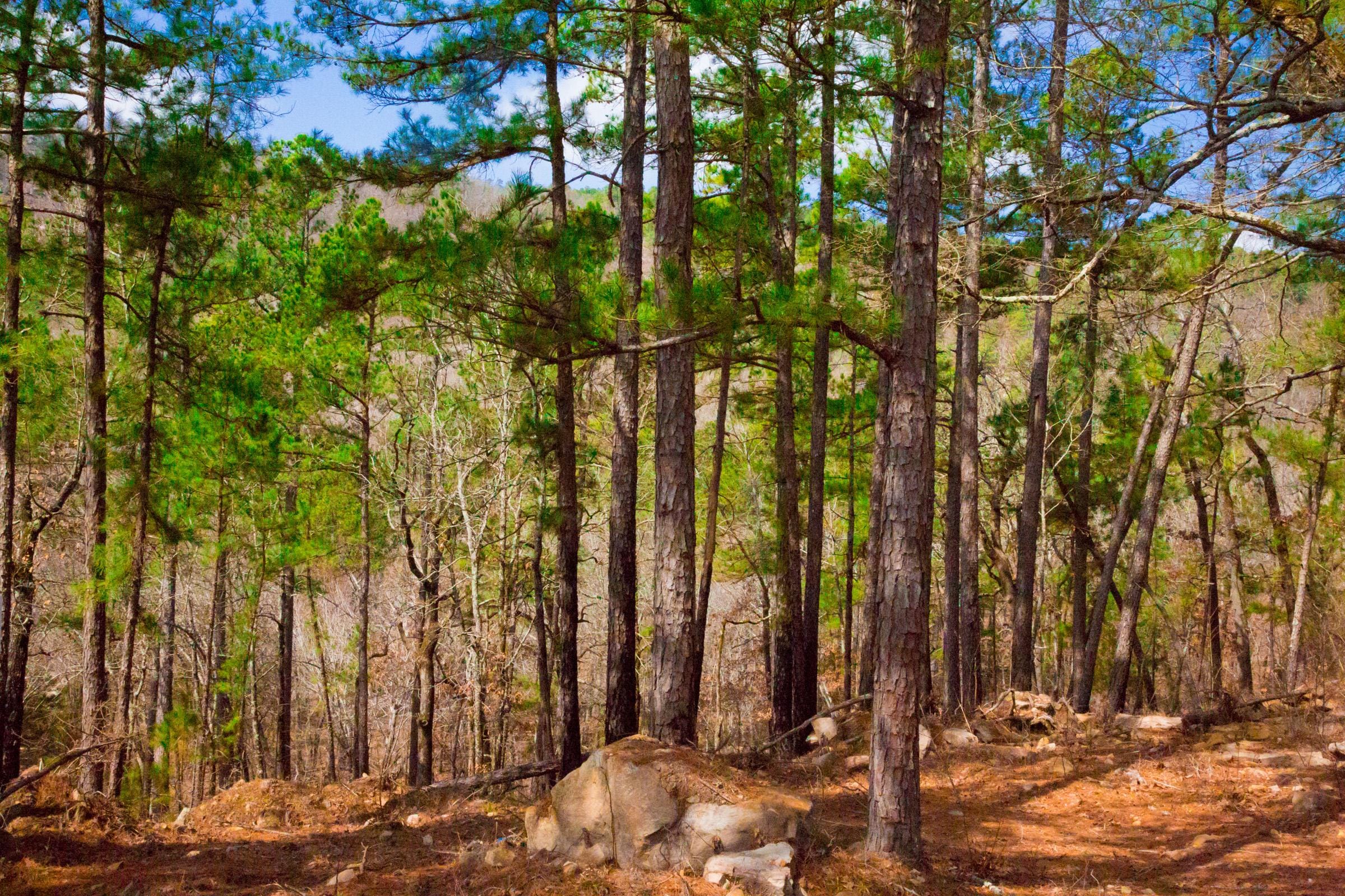 Stone Creek Phase II Tract 93 photo 5