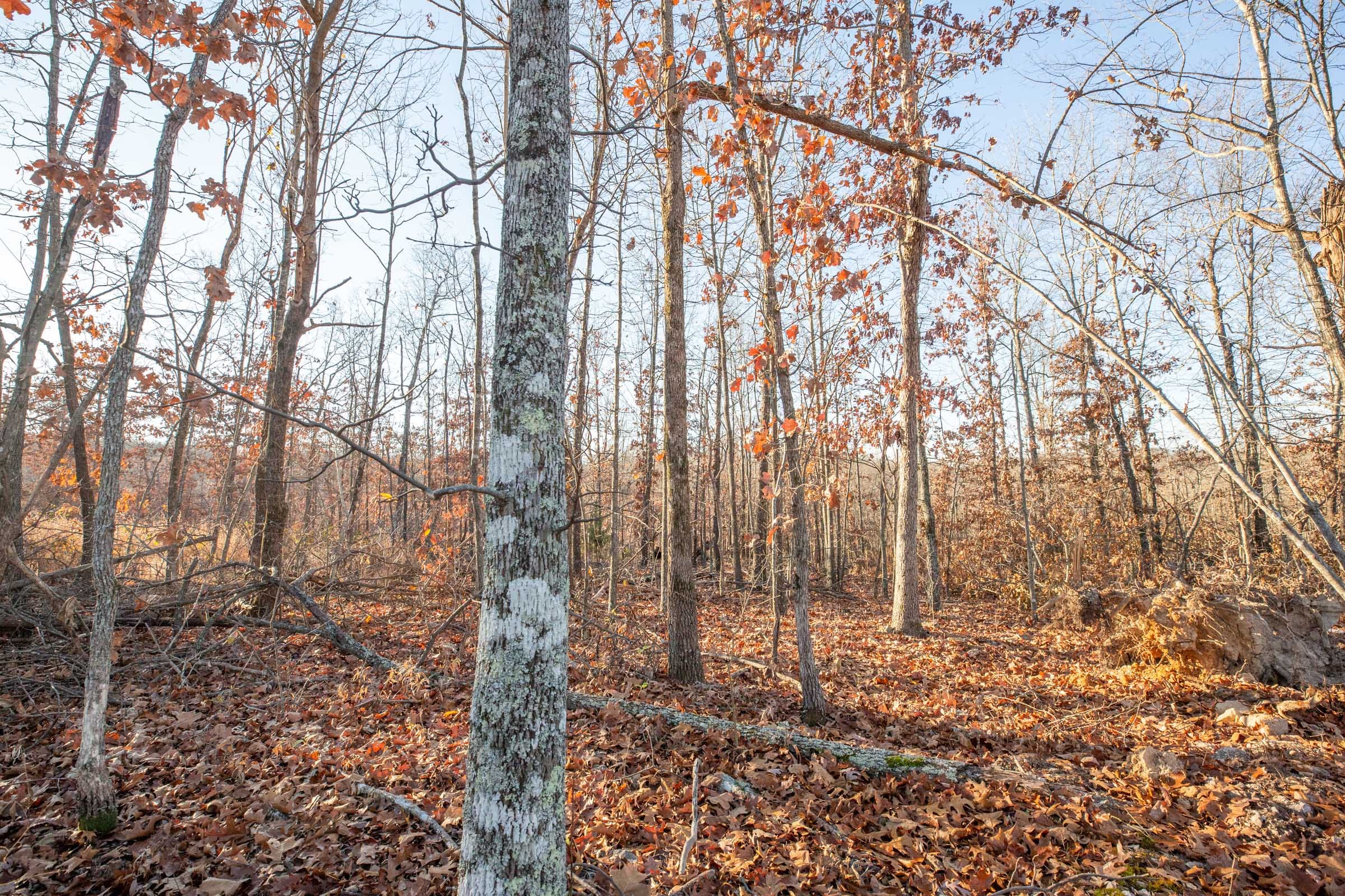 Dutchman Hollow Tract 6 photo 5