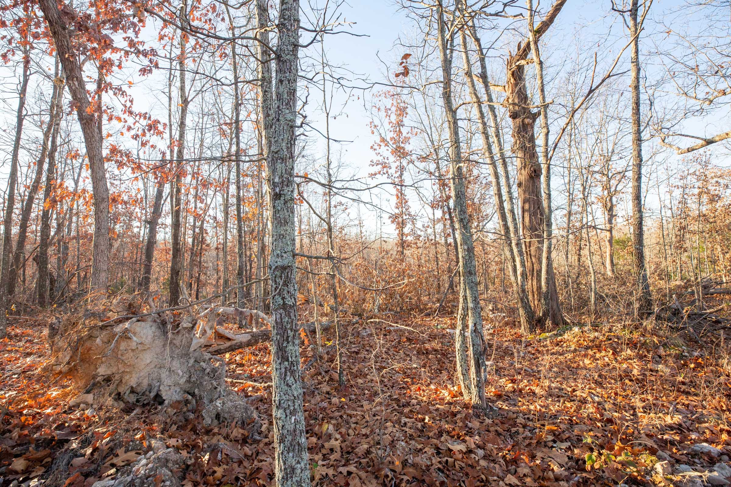 Dutchman Hollow Tract 6 photo 9