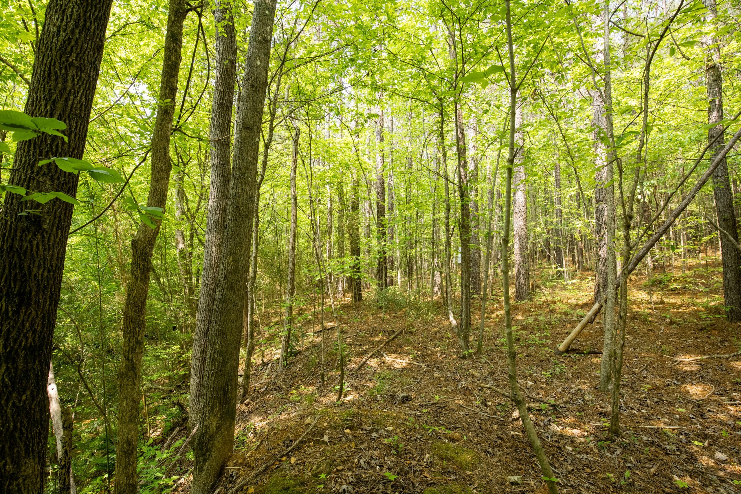 Whiskey Ridge Tract 80 photo 2