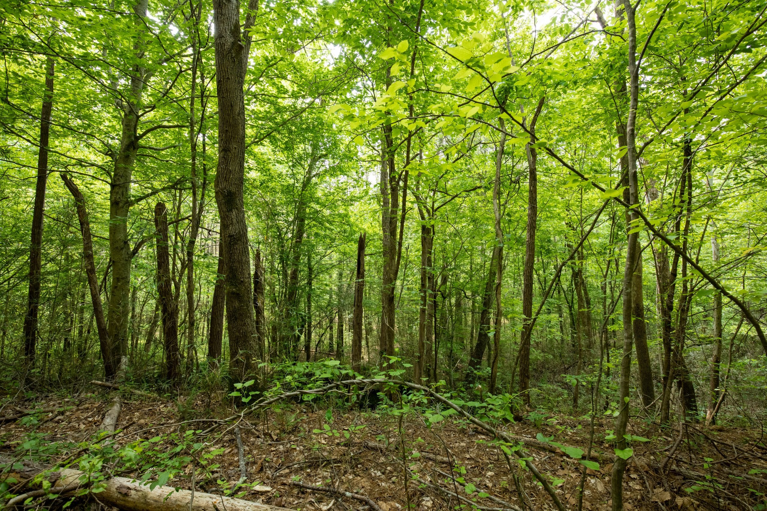 Whiskey Ridge Tract 80 photo 3