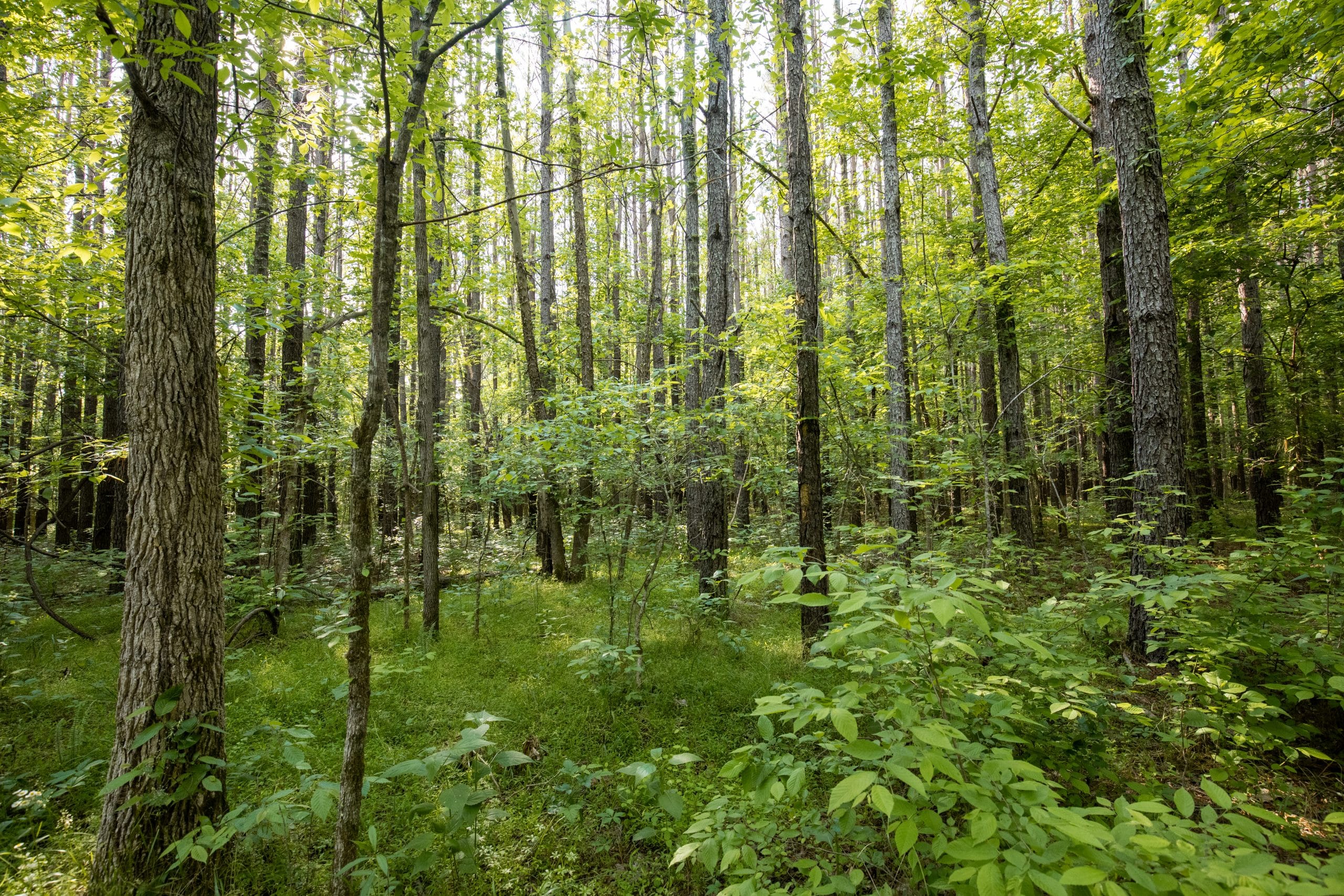 Whiskey Ridge Tract 80 photo 4