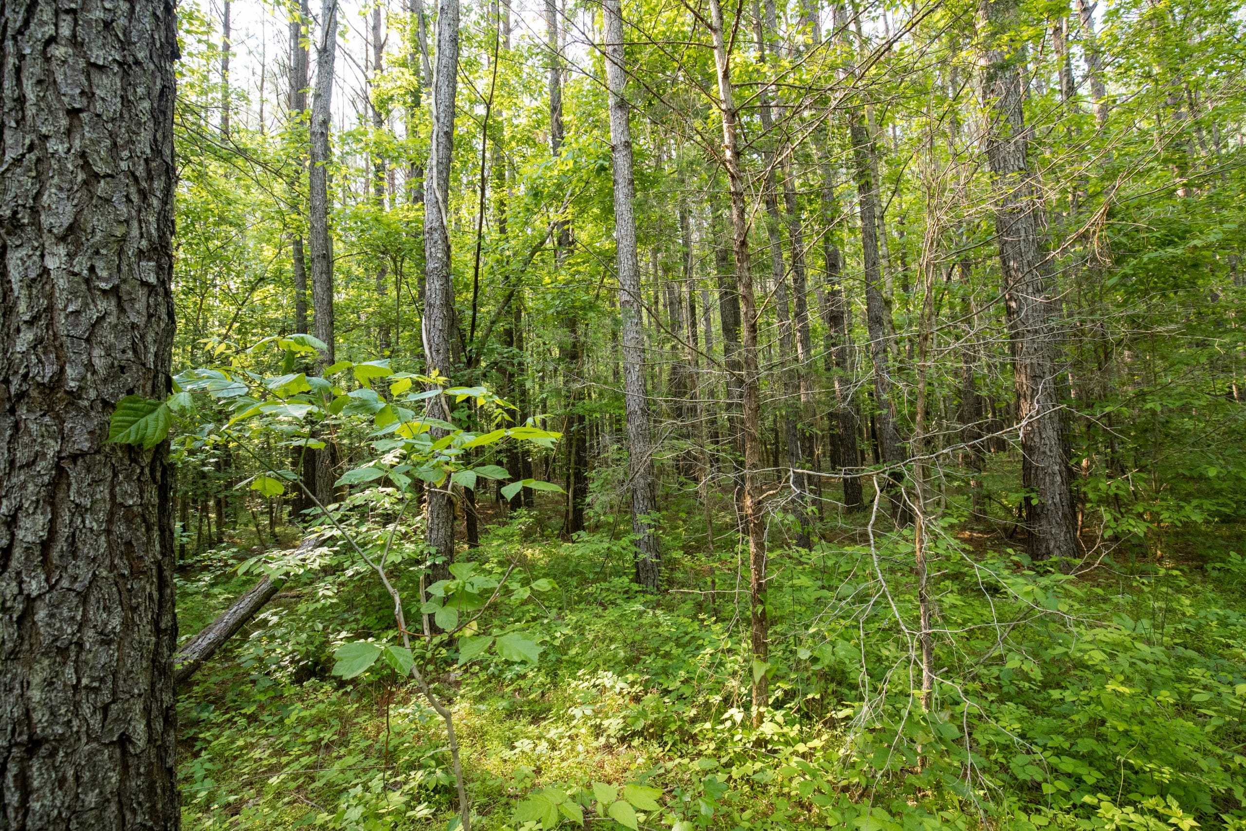 Whiskey Ridge Tract 80 photo 5