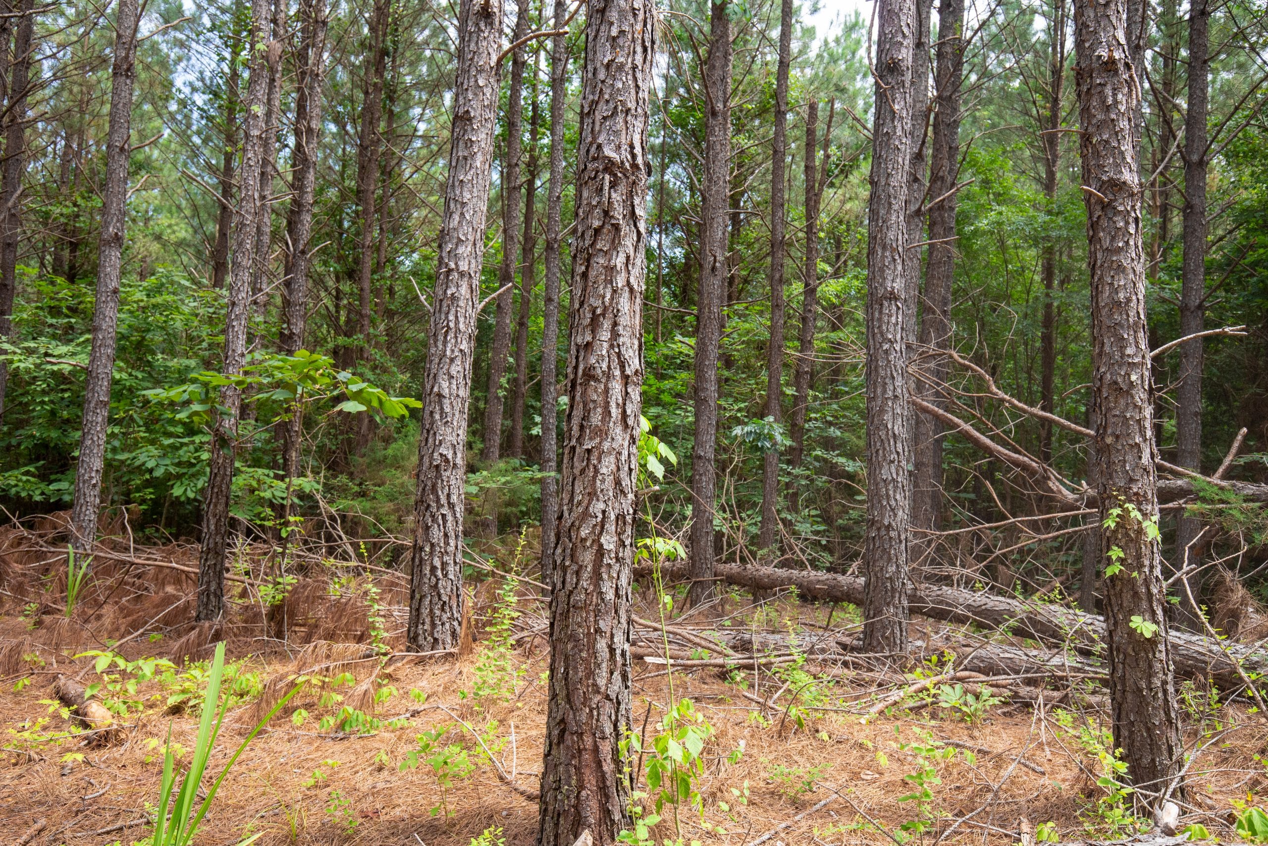 Whiskey Ridge Tract 80 photo 6