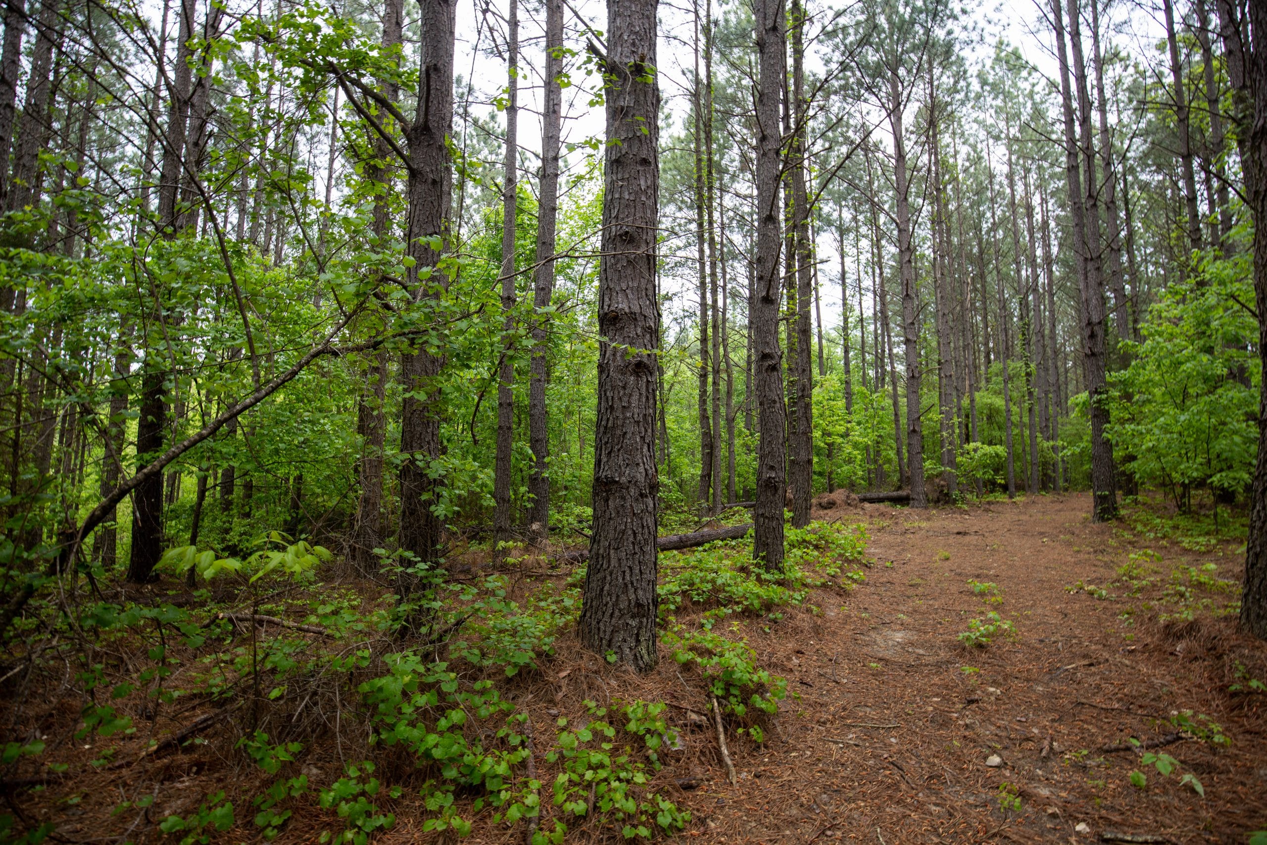 Whiskey Ridge Tract 80 photo 7