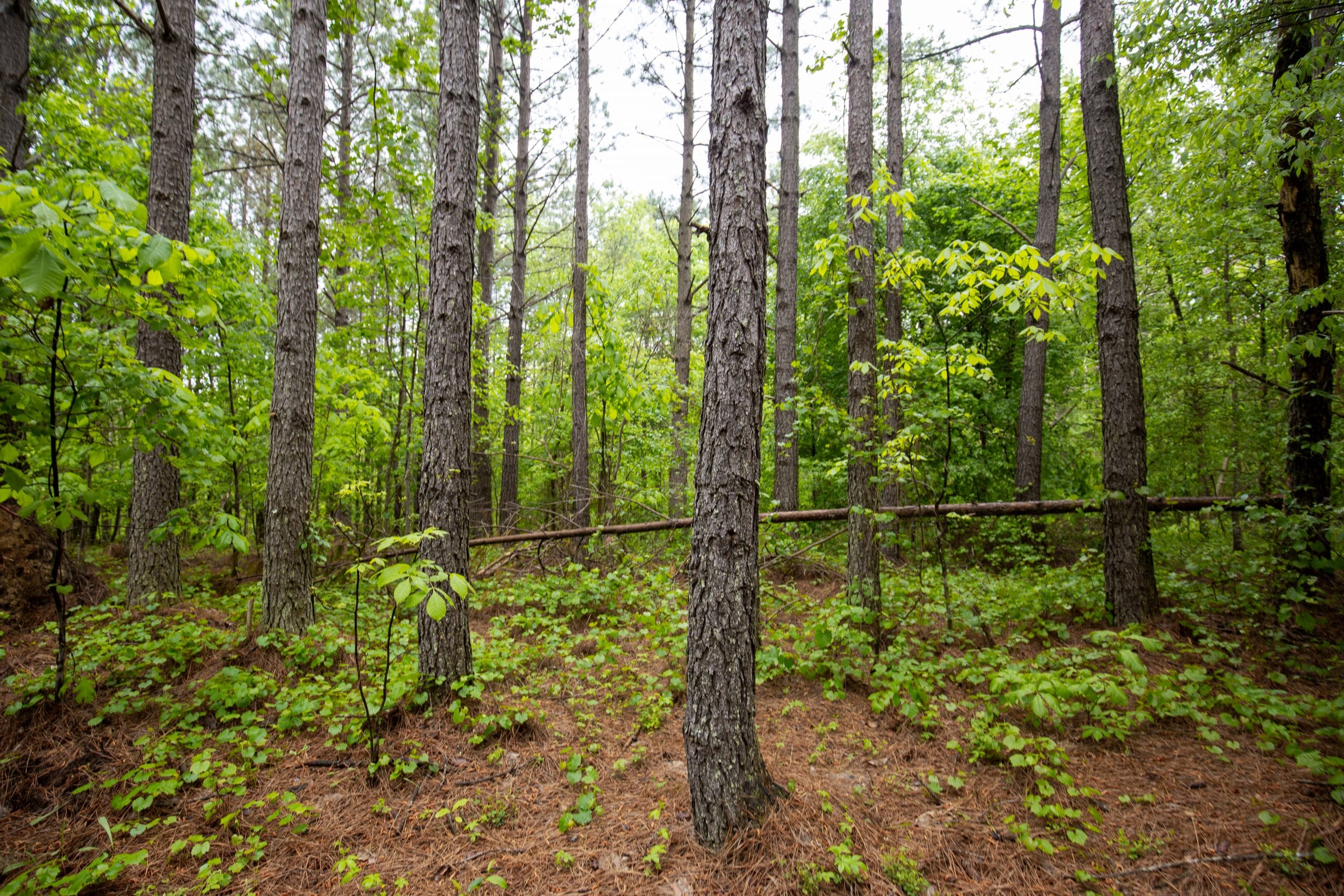 Whiskey Ridge Tract 80 photo 8
