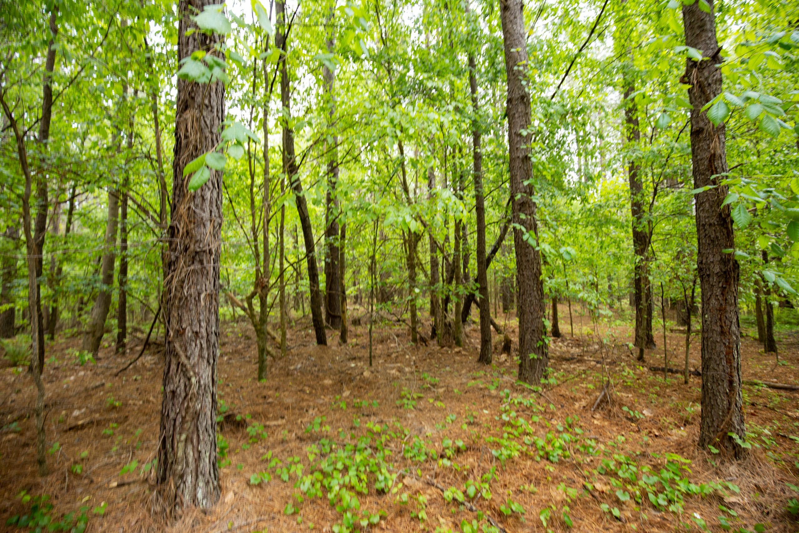Whiskey Ridge Tract 80 photo 9