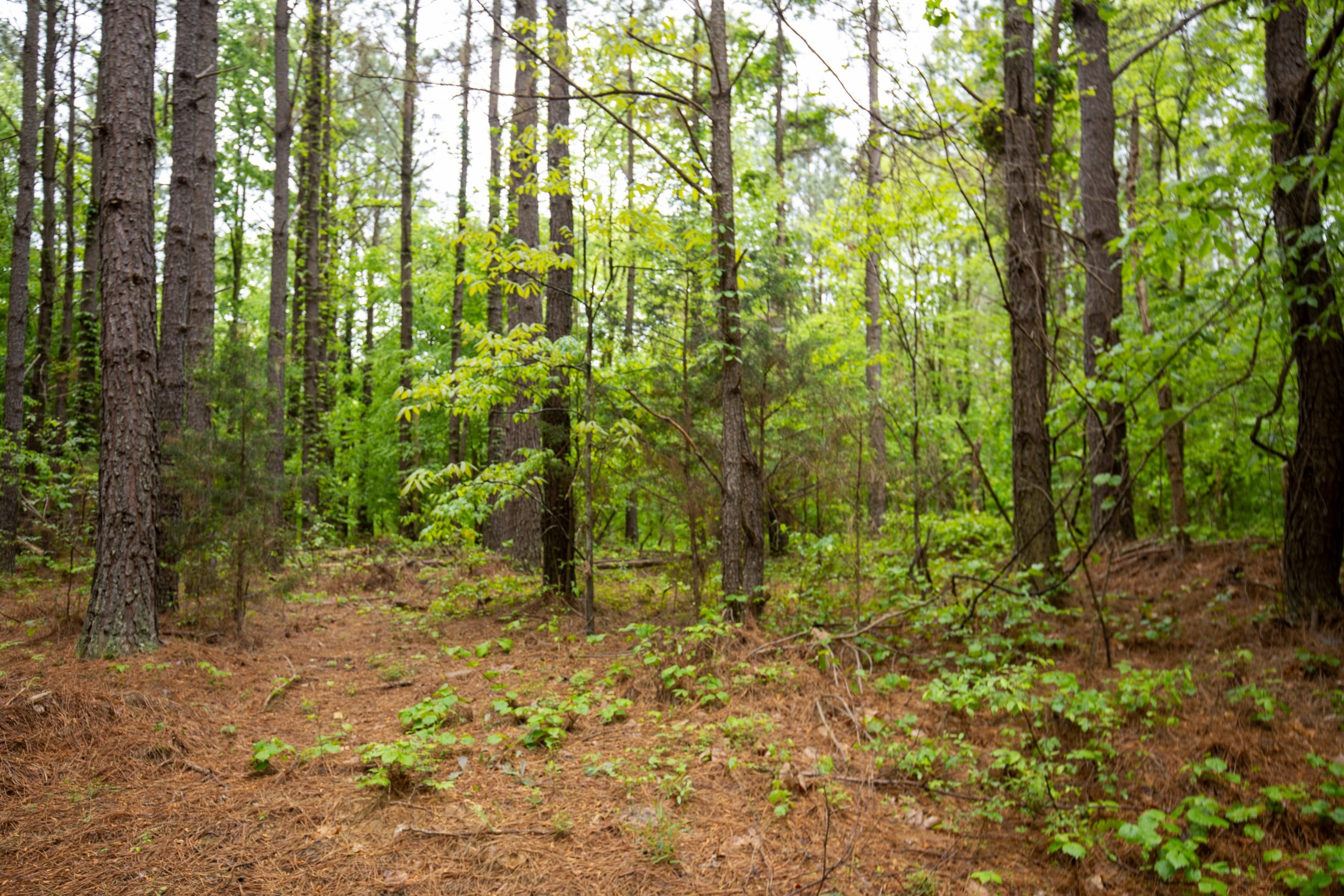 Whiskey Ridge Tract 80 photo 10