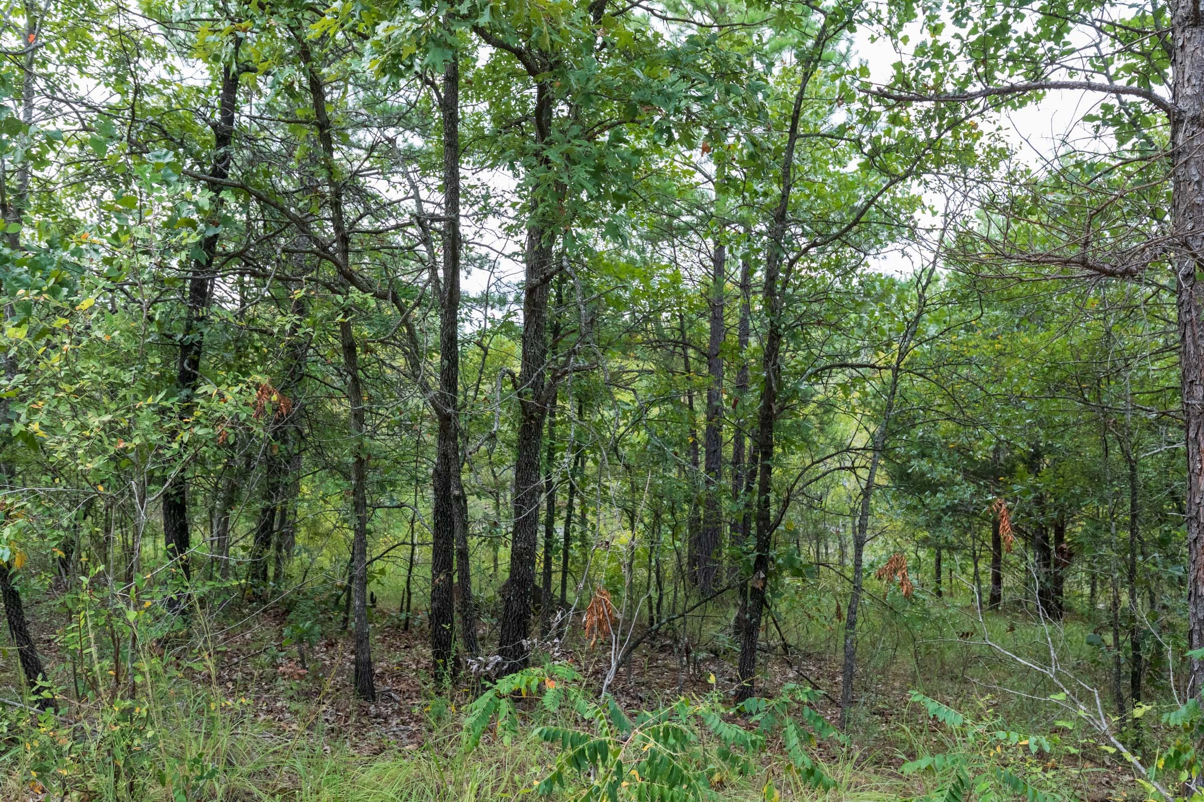 Stone Bridge Phase V Tract 351 photo 5