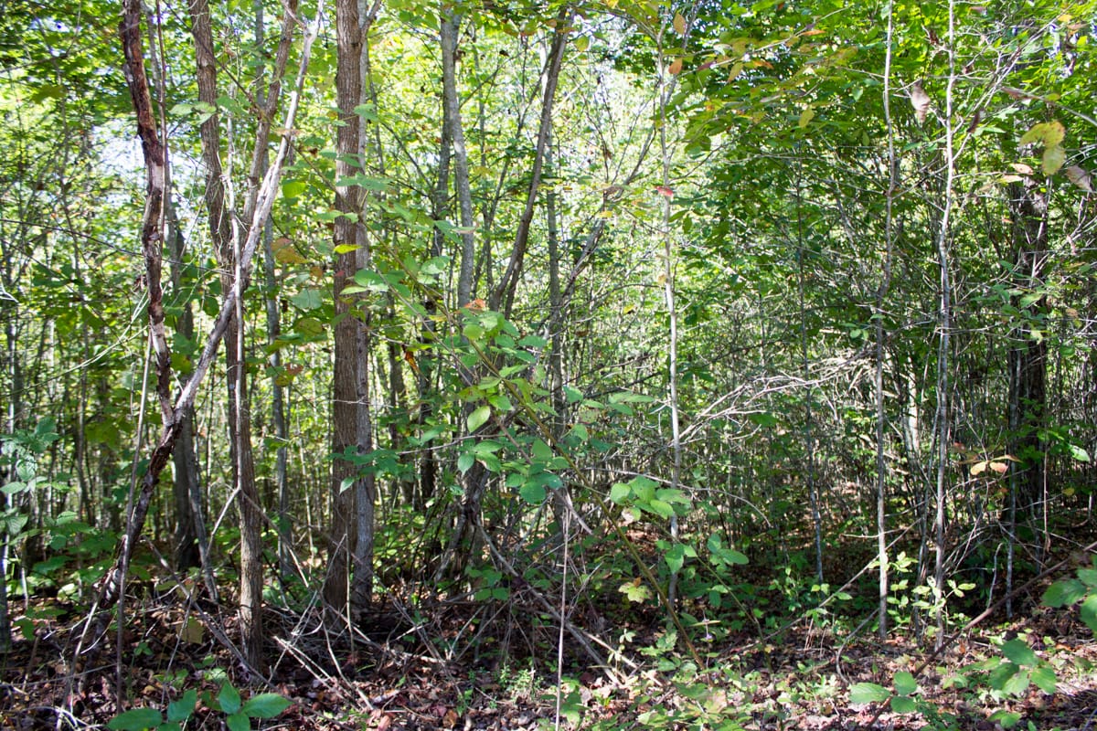 Black Oak Ranch Tract 6 photo 2