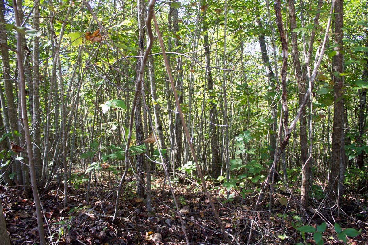 Black Oak Ranch Tract 6 photo 3