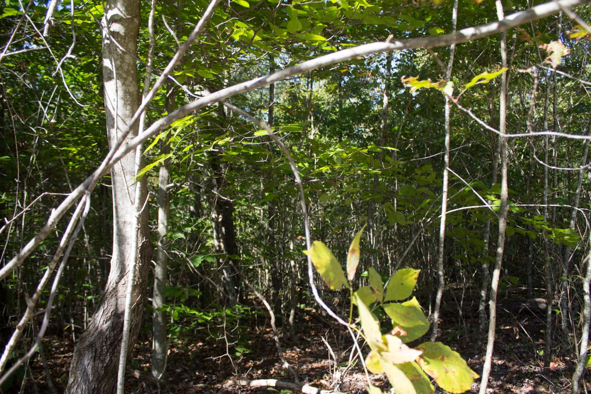Black Oak Ranch Tract 6 photo 4