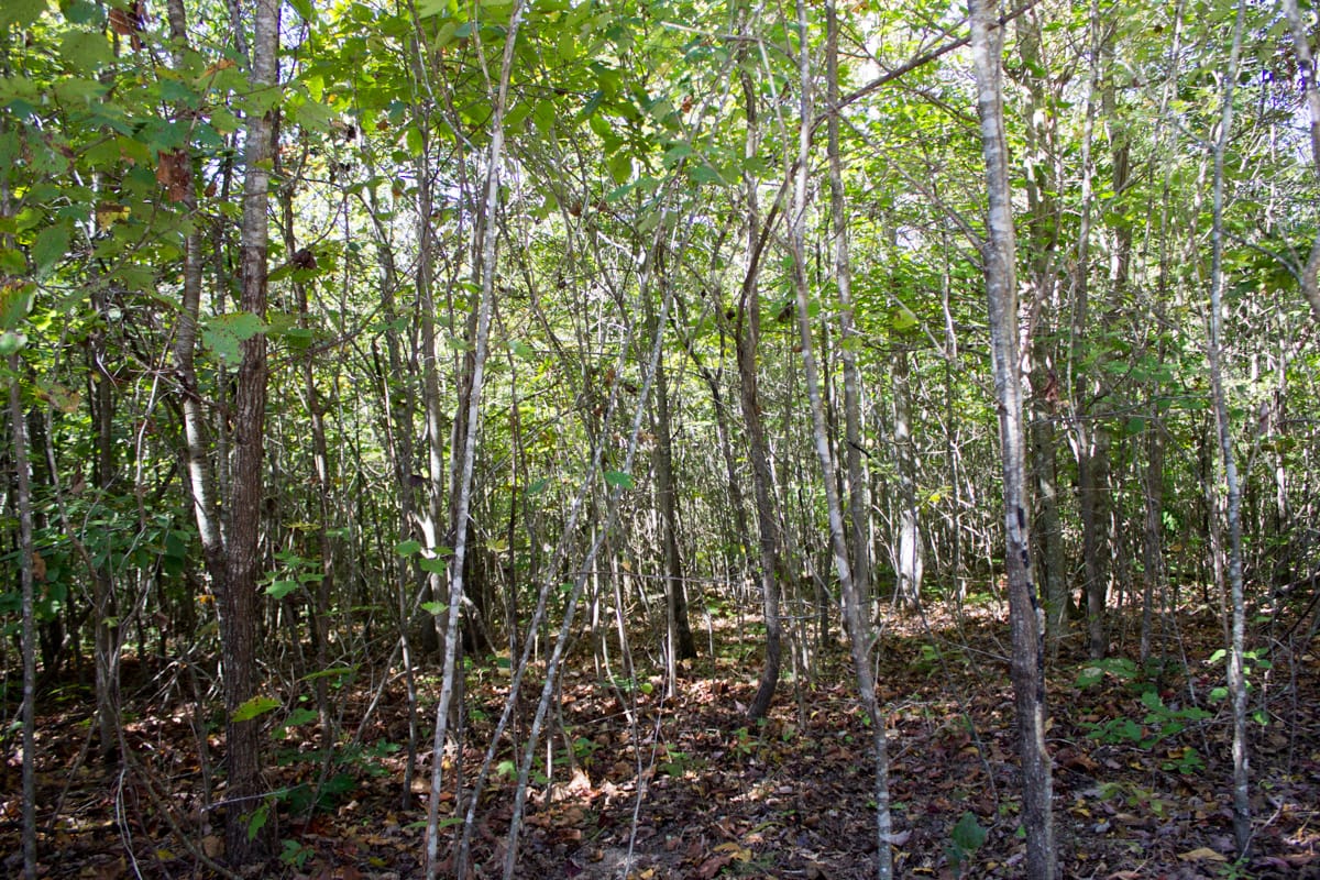 Black Oak Ranch Tract 6 photo 5