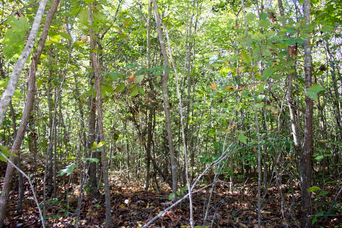 Black Oak Ranch Tract 6 photo 6