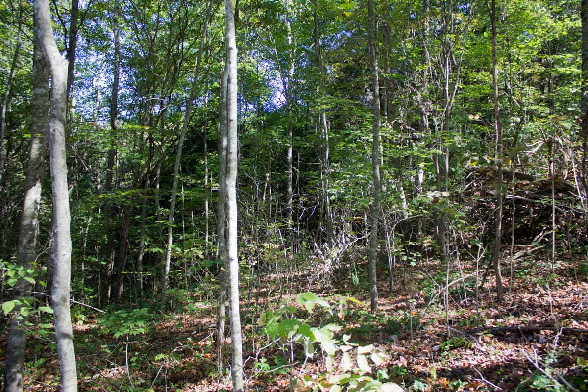 Black Oak Ranch Tract 6 photo 9