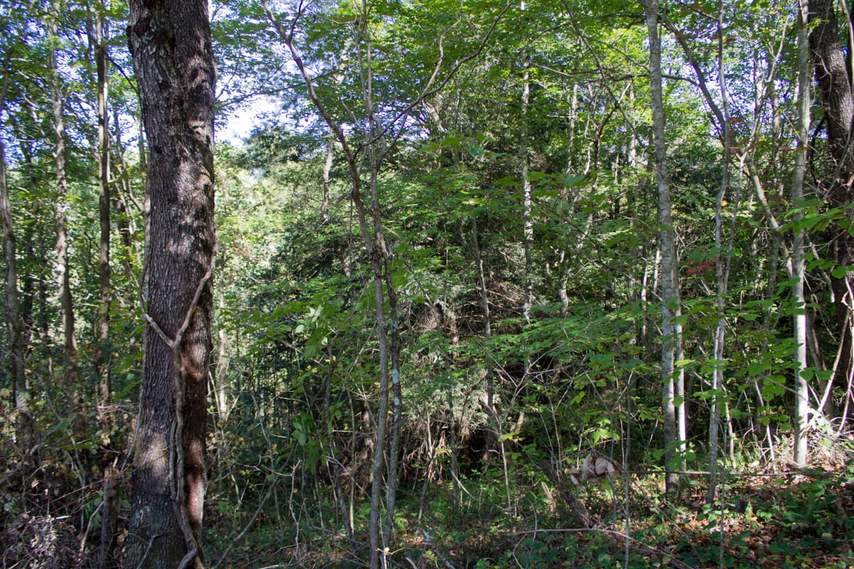 Black Oak Ranch Tract 6 photo 10