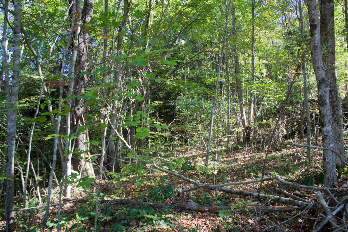 Black Oak Ranch Tract 6 photo 11