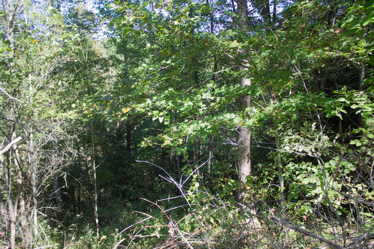 Black Oak Ranch Tract 6 photo 12
