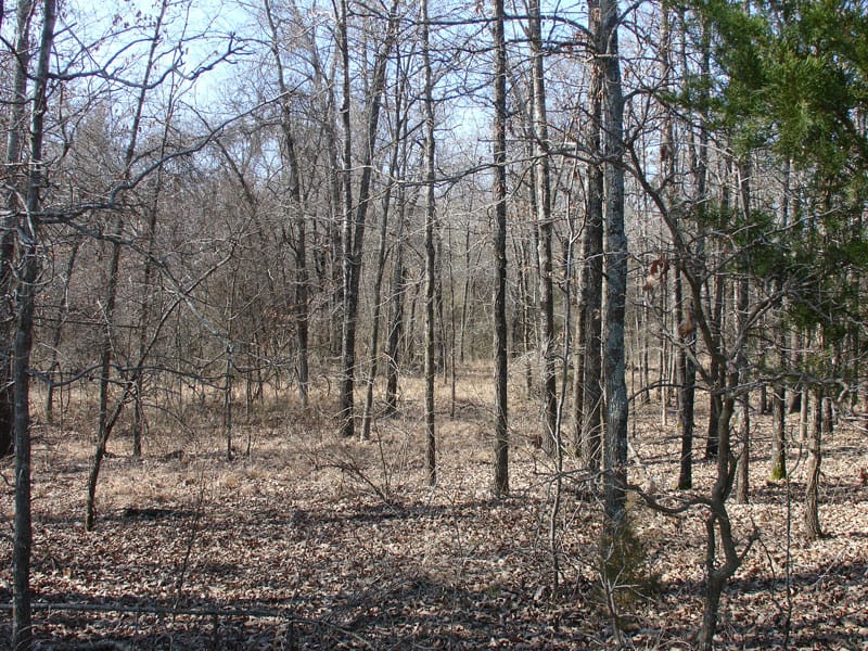 Tranquility Farms Tract 4 photo 6