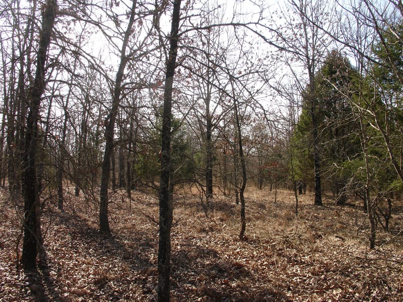 Tranquility Farms Tract 4 photo 8