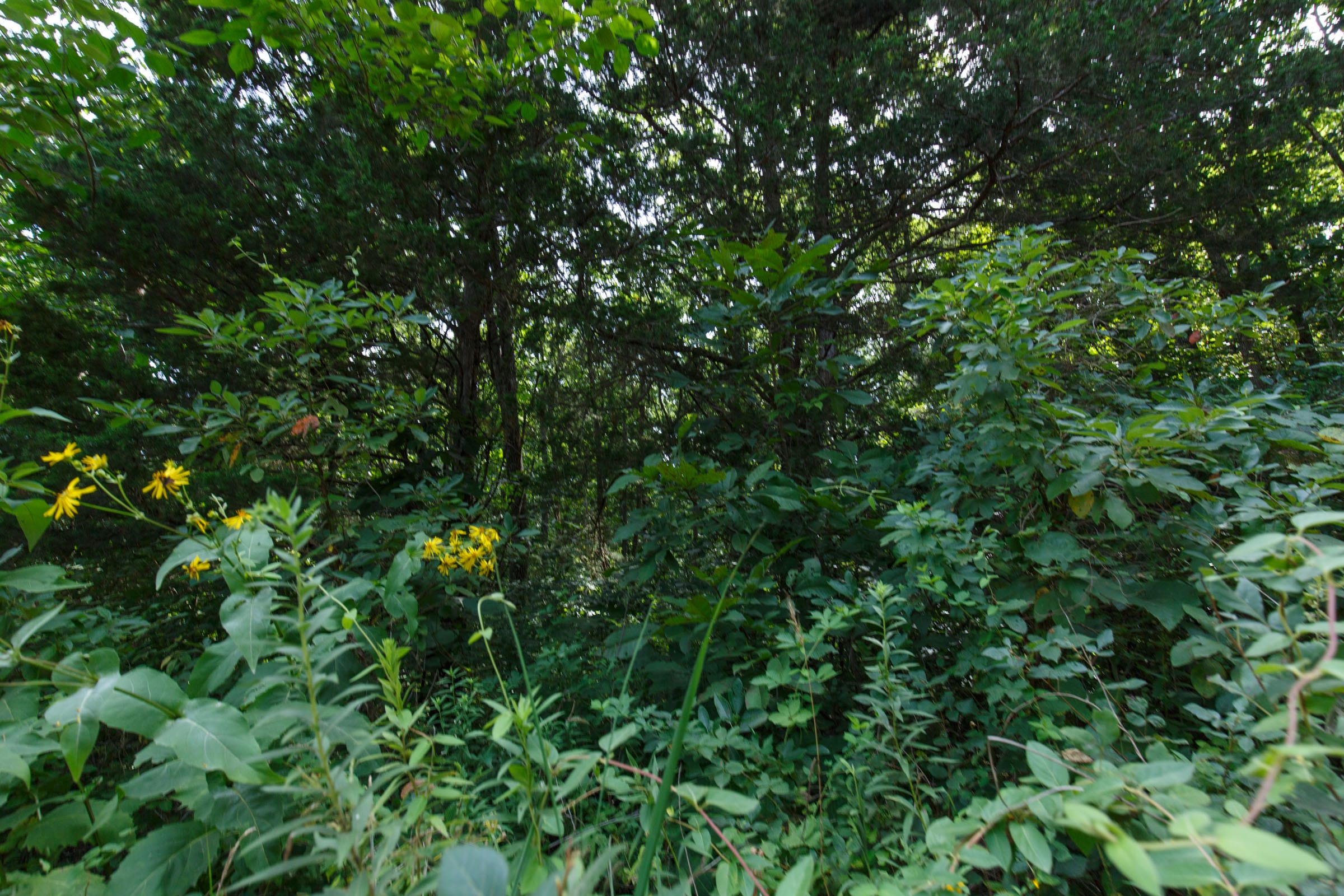 Spring Lake Plat 6 Tract 71 photo 4
