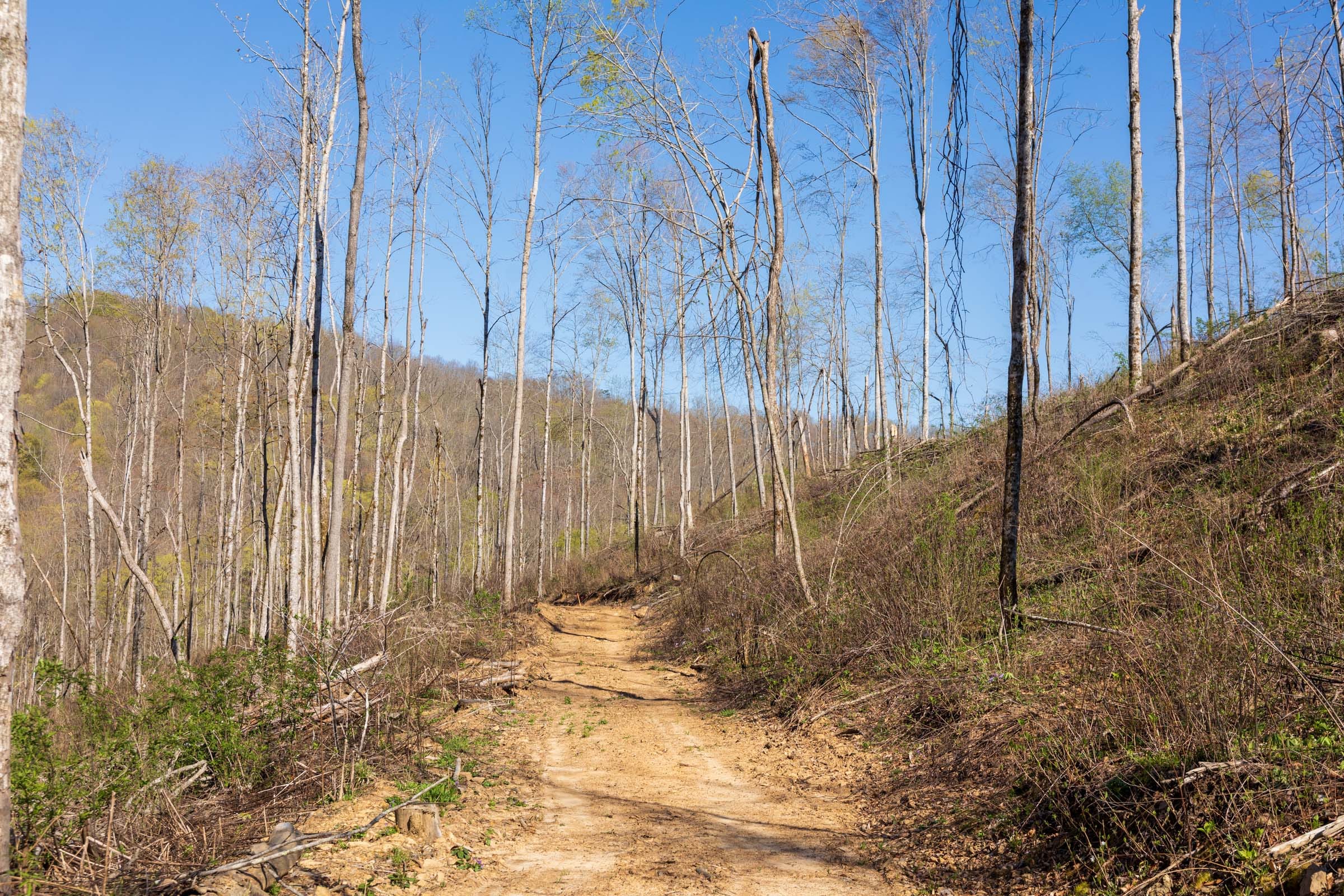Creek Hollow Phase I Tract 38 photo 2