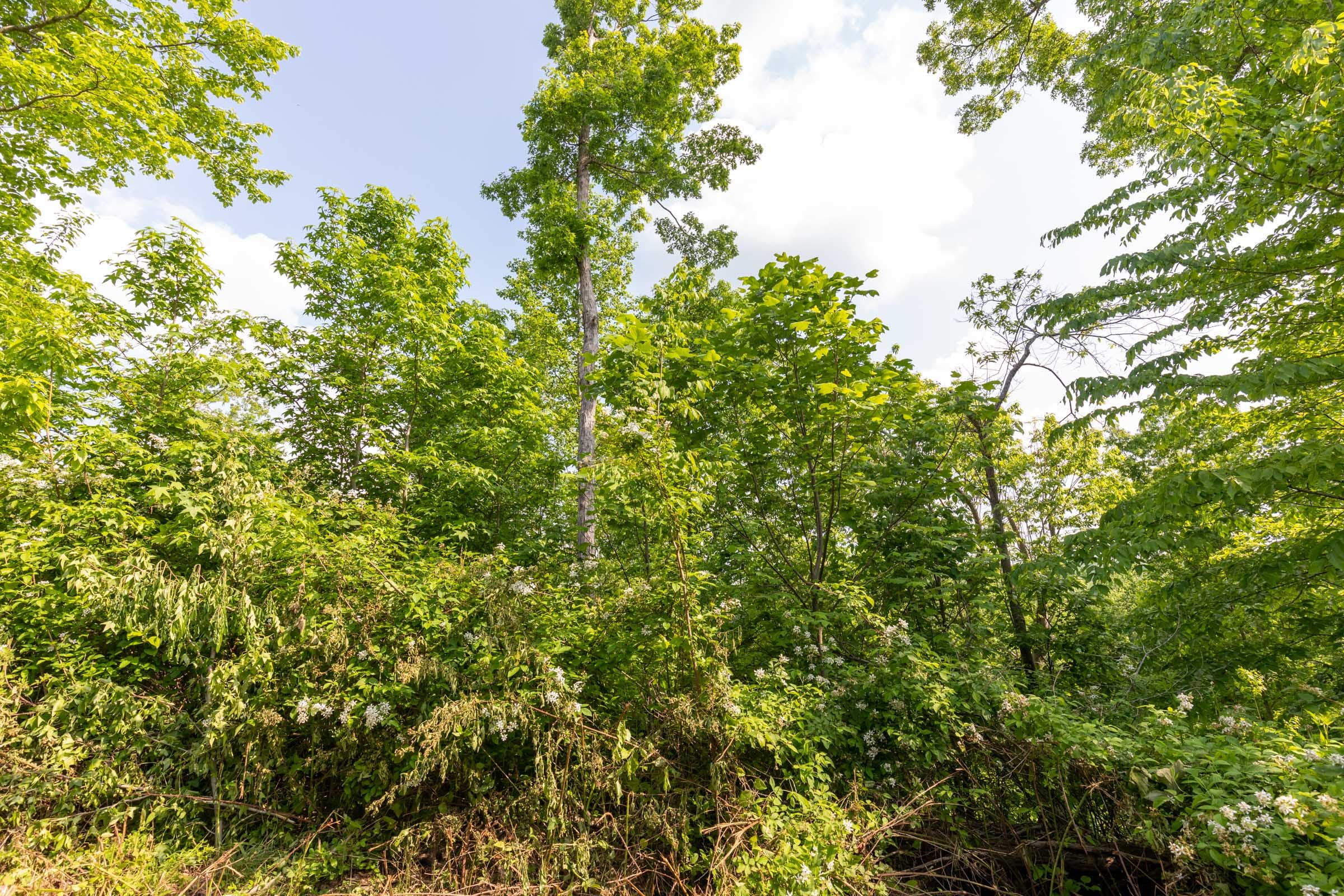Cedar Creek Tract 29 photo 3