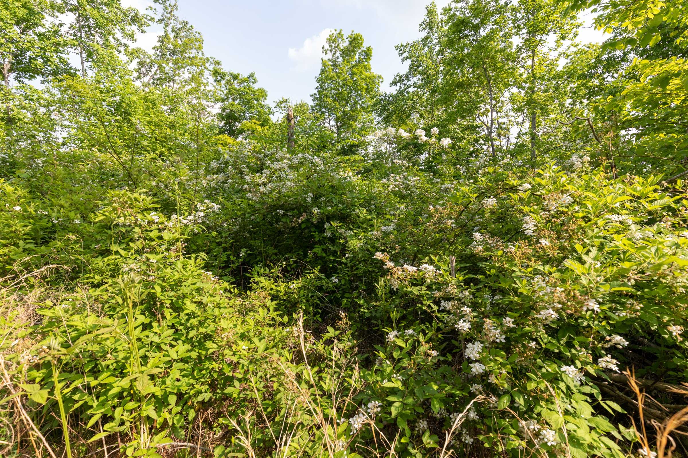 Cedar Creek Tract 29 photo 2