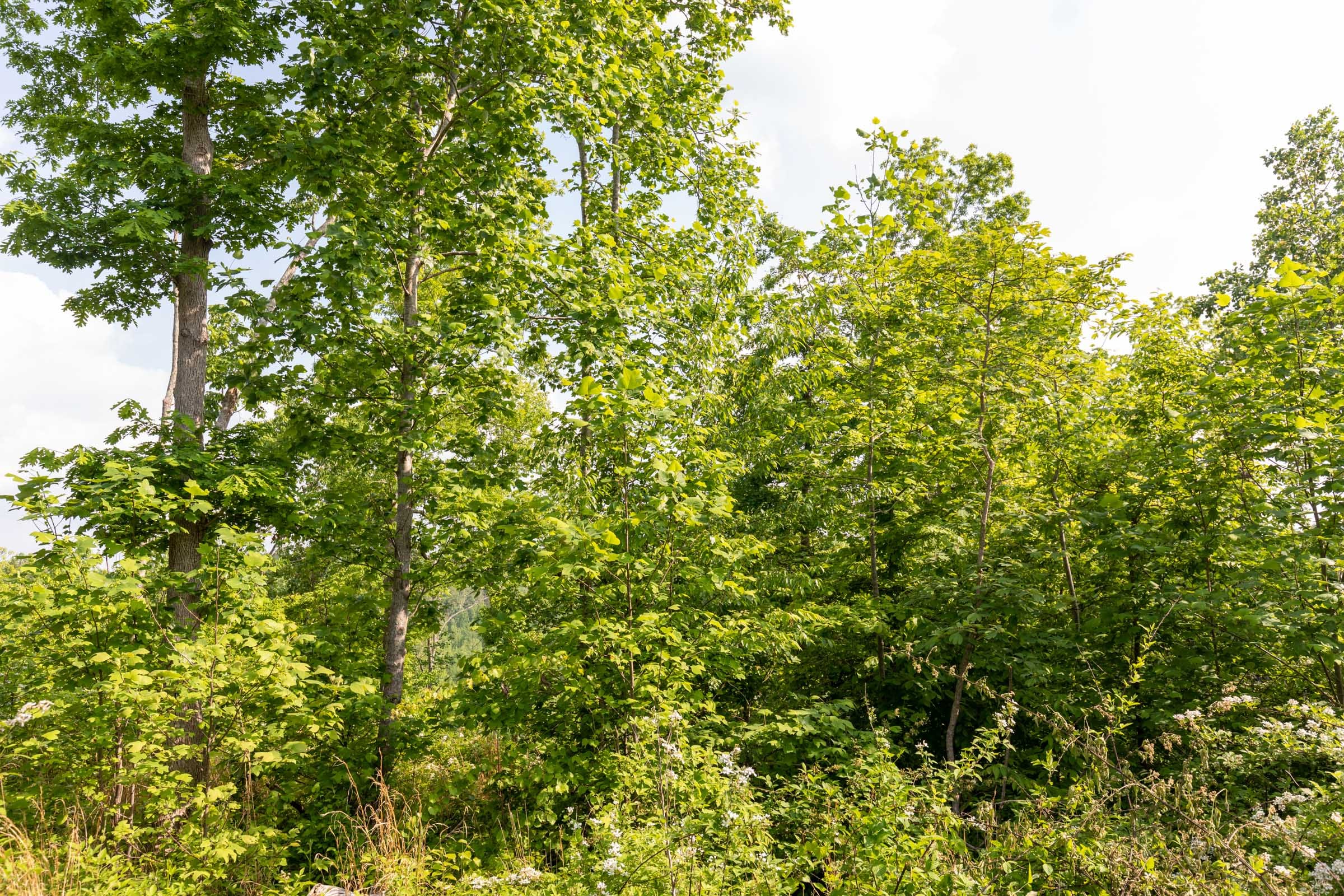 Cedar Creek Tract 29 photo 4