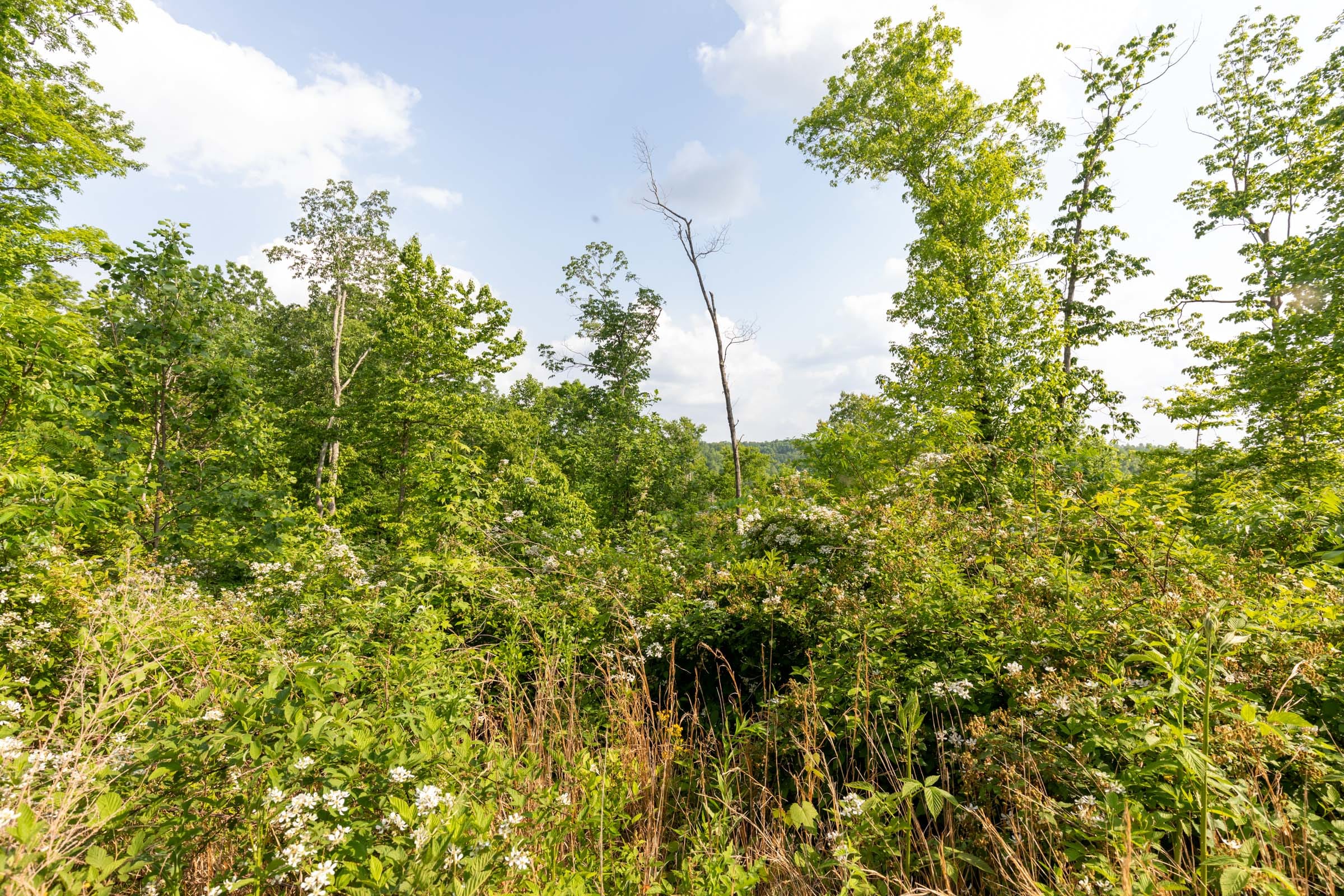 Cedar Creek Tract 29 photo 7