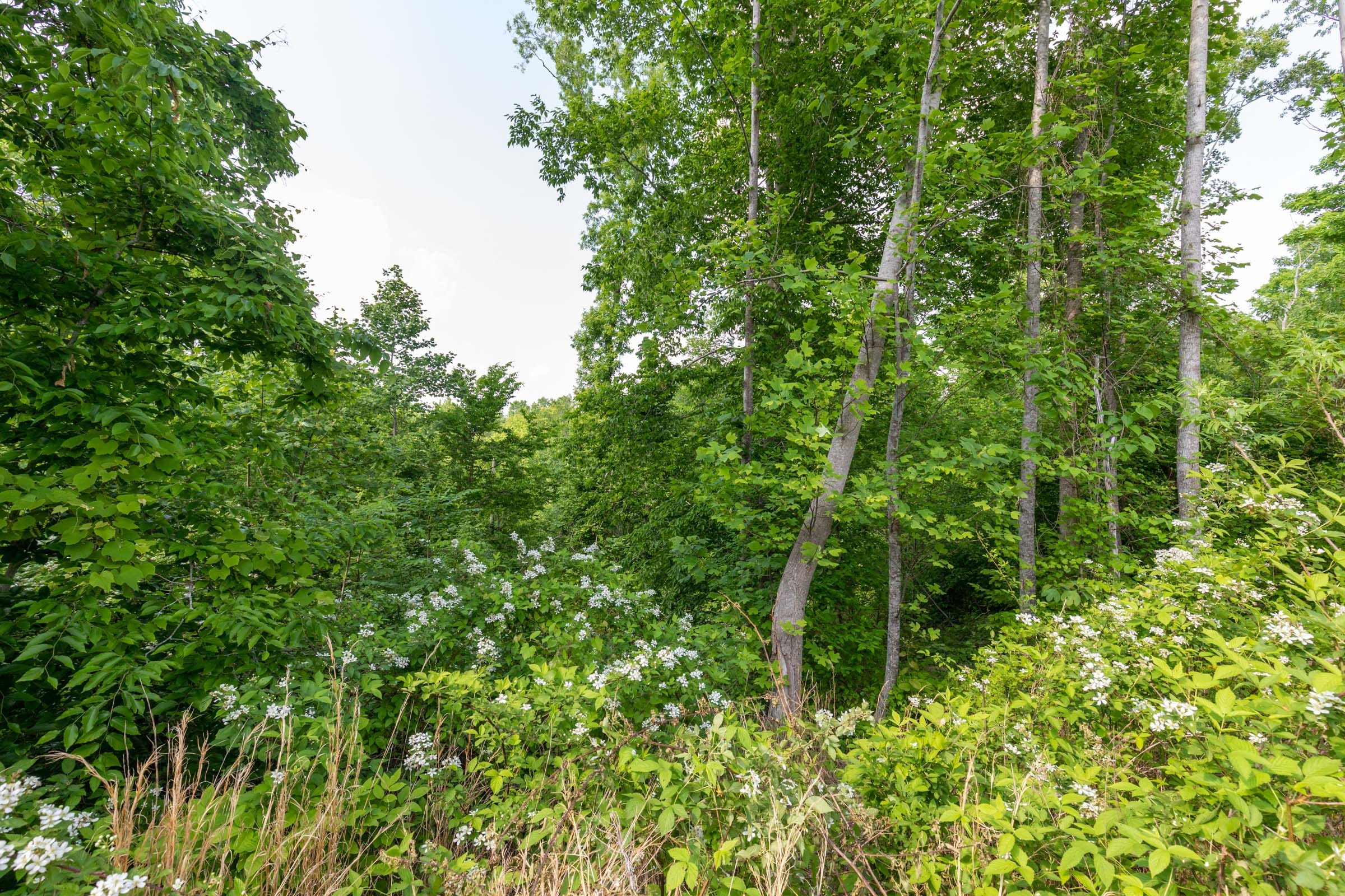 Cedar Creek Tract 29 photo 6