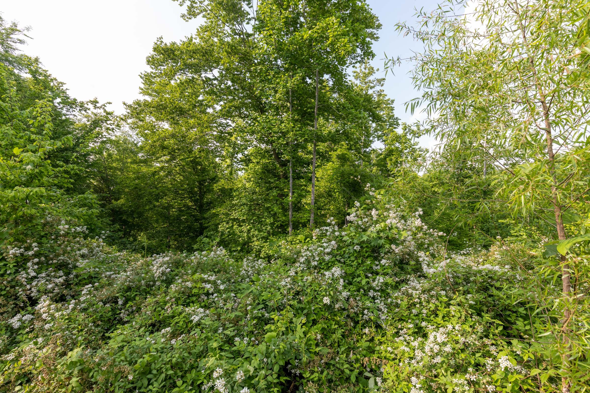 Cedar Creek Tract 29 photo 8