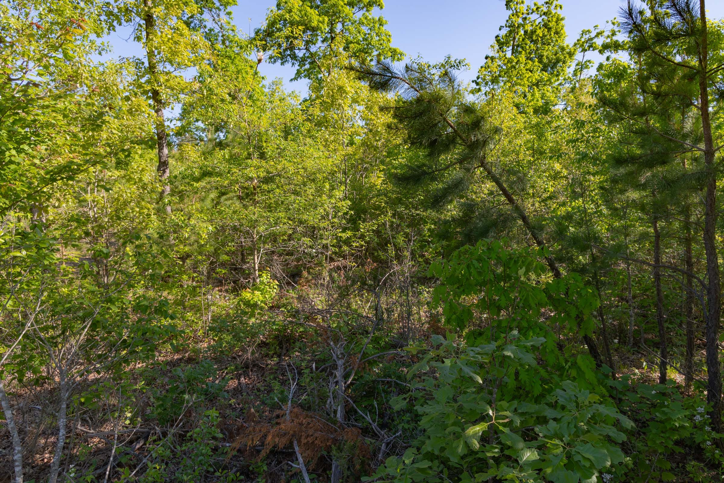 Sleepy Hollow Phase II Tract 60 photo 7