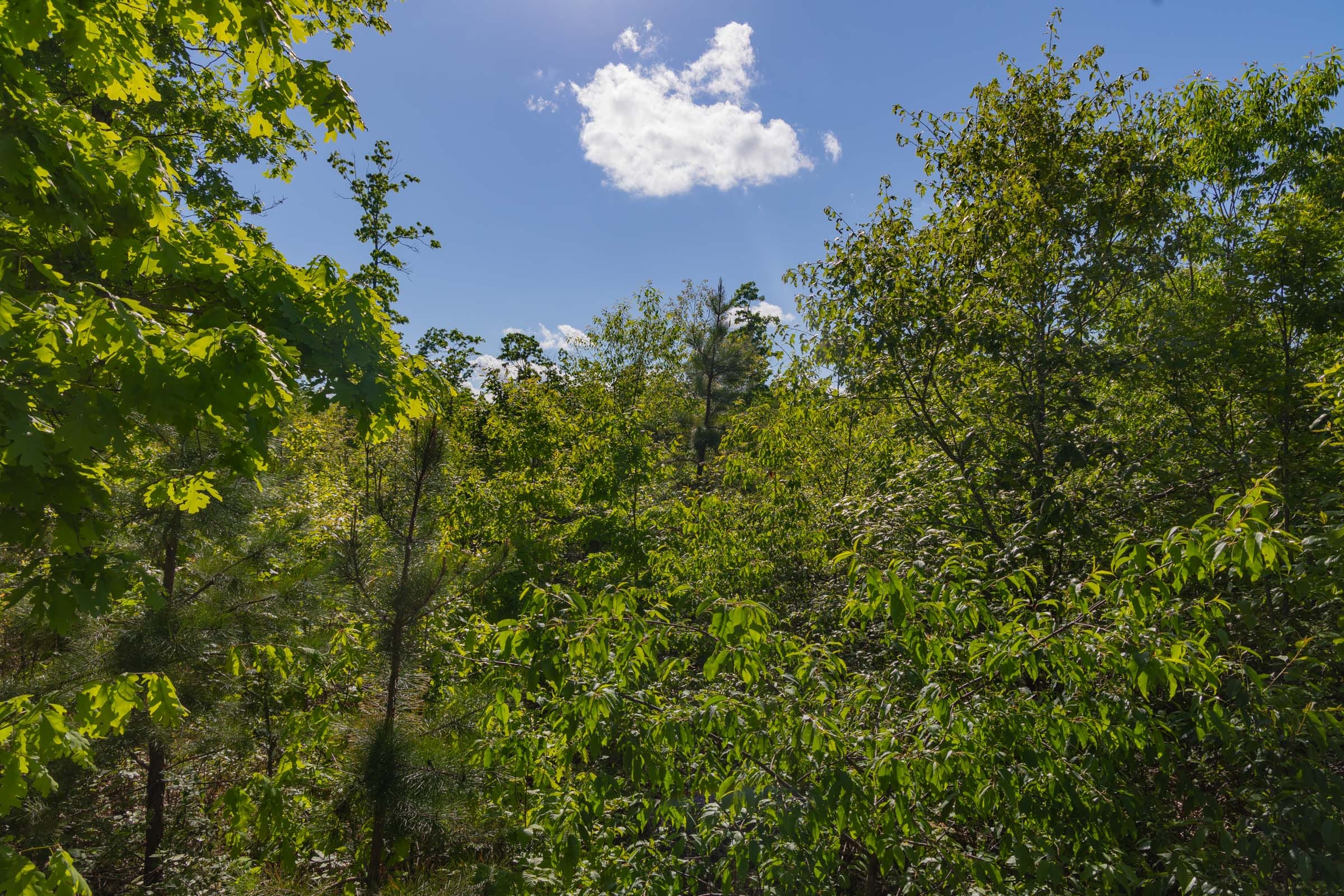 Sleepy Hollow Phase II Tract 62 photo 7