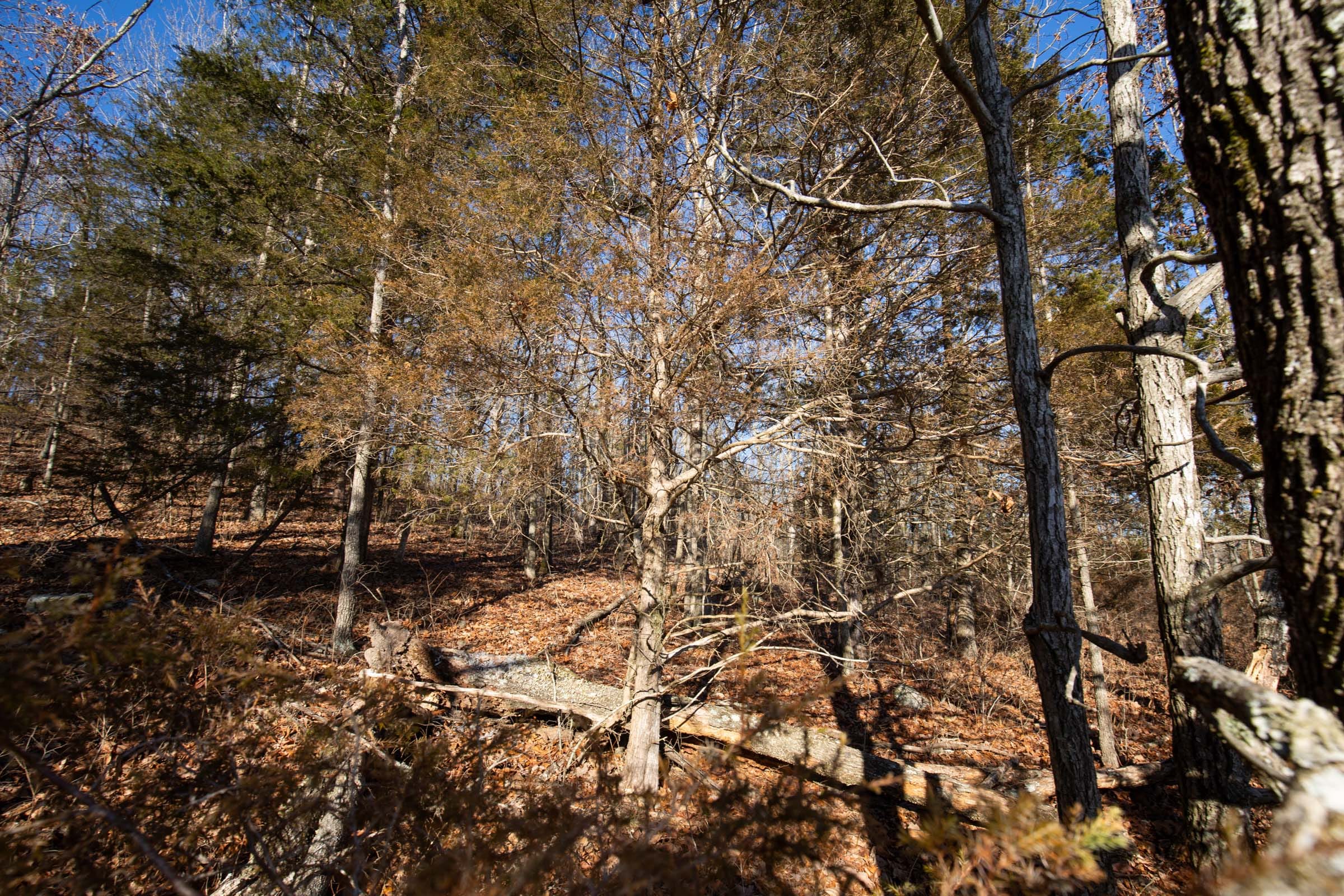 O’Connor Crossing Tract 6 photo 7