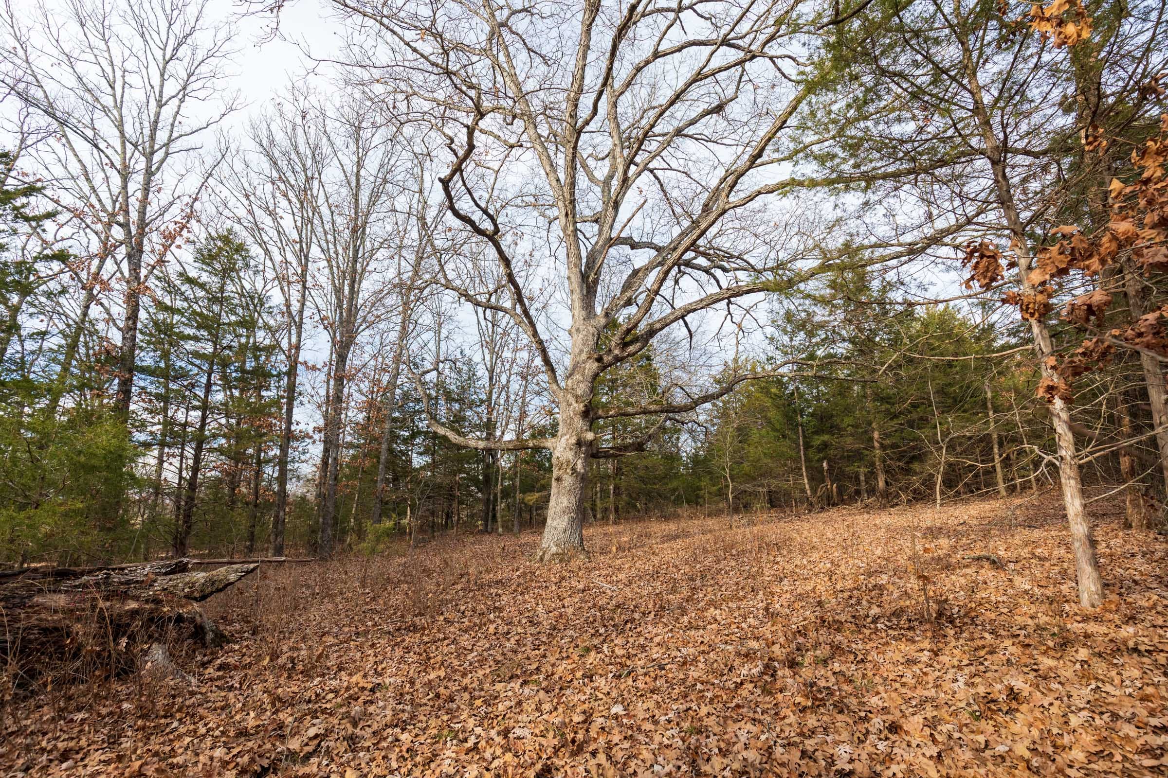 Crossroads Tract 4 photo 11
