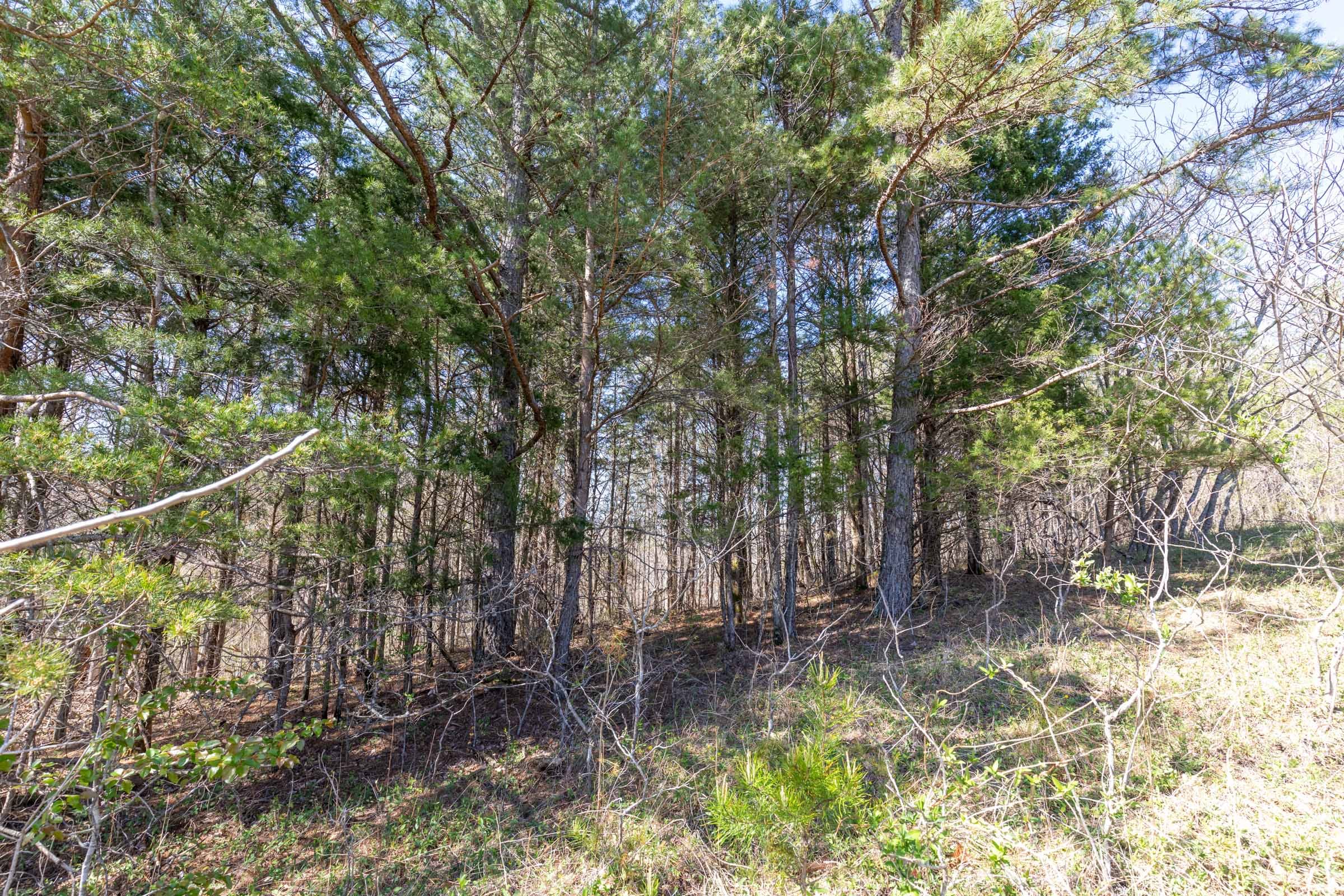 Woodland Heights Tract 16 photo 3